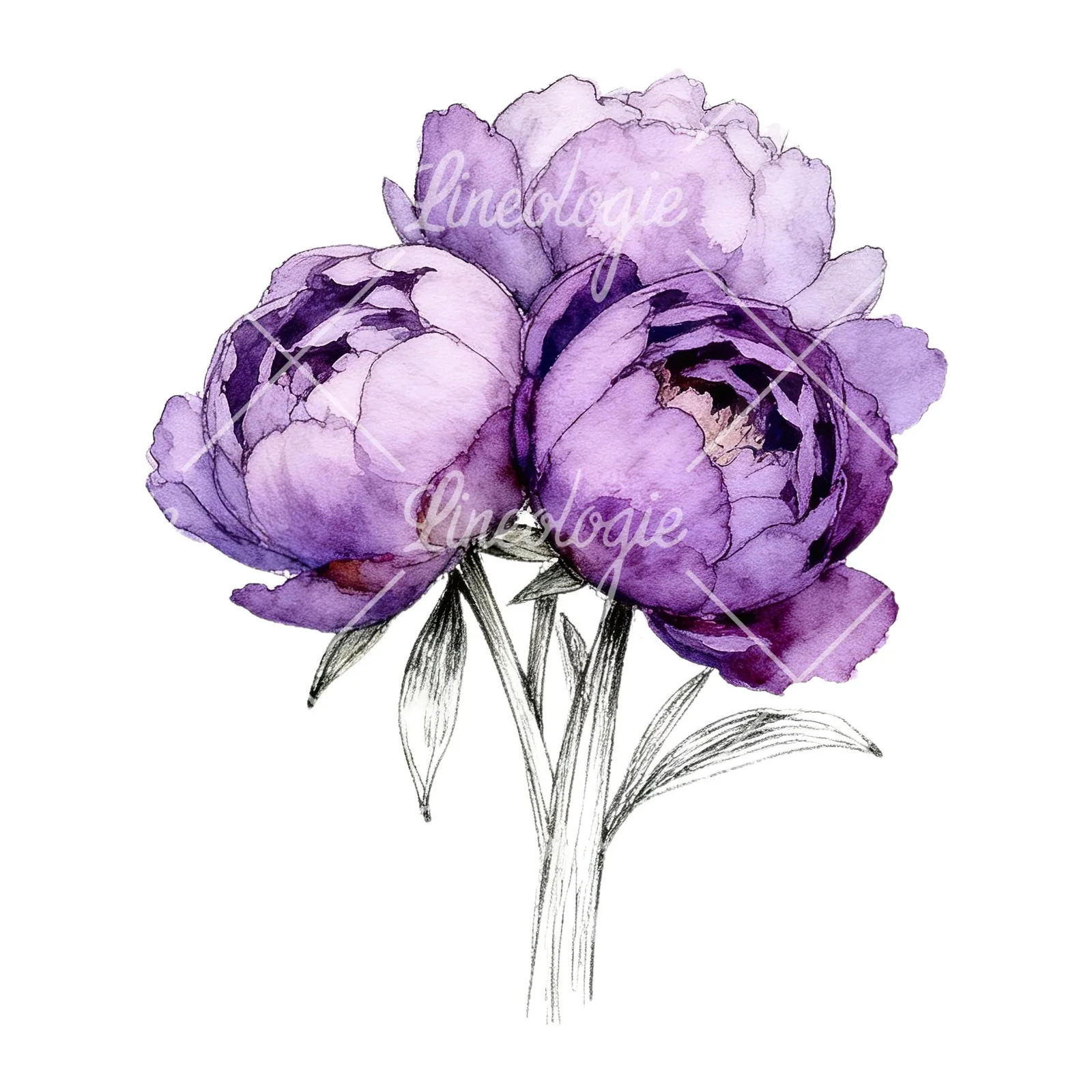 Watercolor light lavender purple peony bouquet clipart 1 of 9 on a white background (JPG)