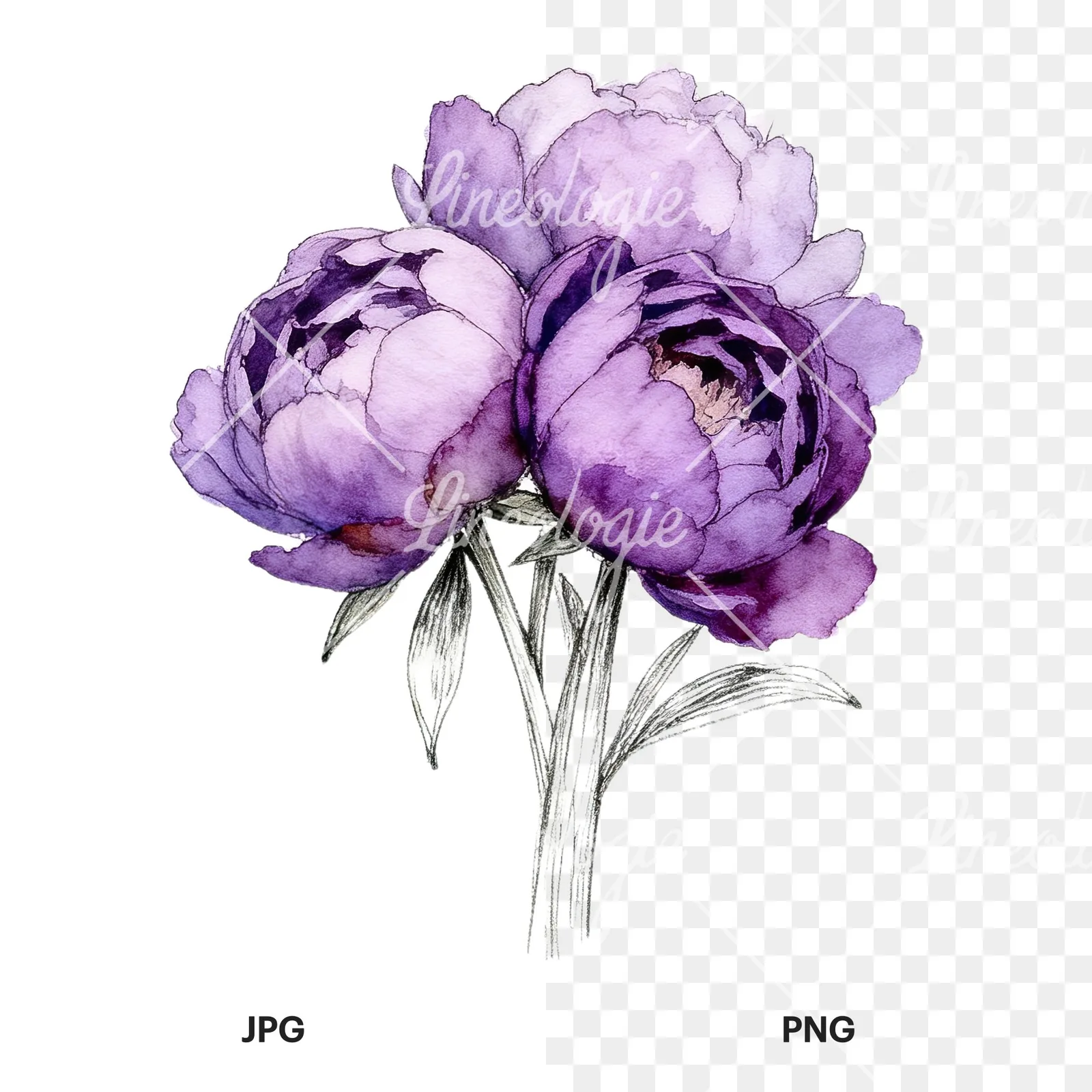 Watercolor light lavender purple peony bouquet clipart 1 of 9, as a JPG on white and a transparent PNG
