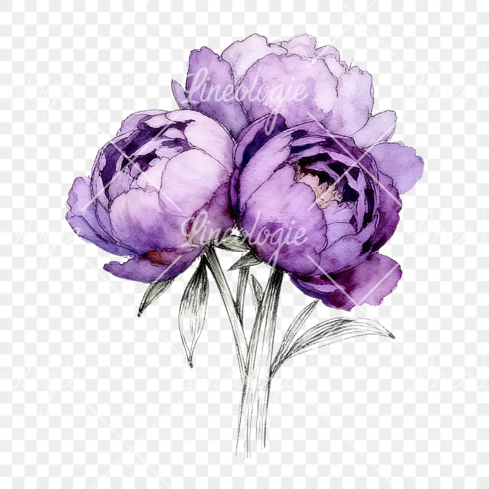 Watercolor light lavender purple peony bouquet clipart 1 of 9 on a transparent background (PNG)