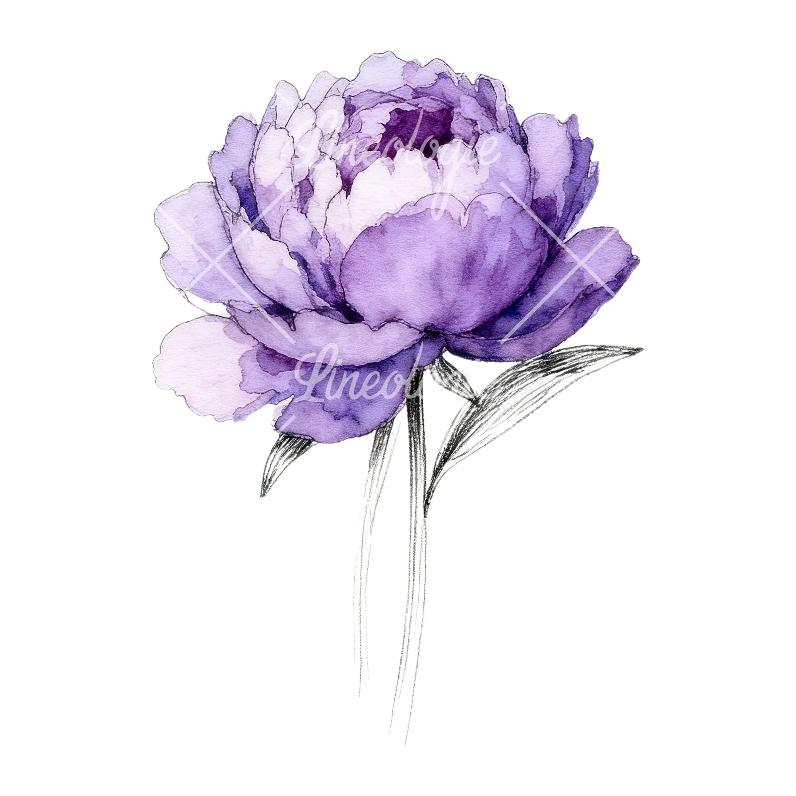 Watercolor light lavender purple peony bouquet clipart 2 of 9 on a white background (JPG)