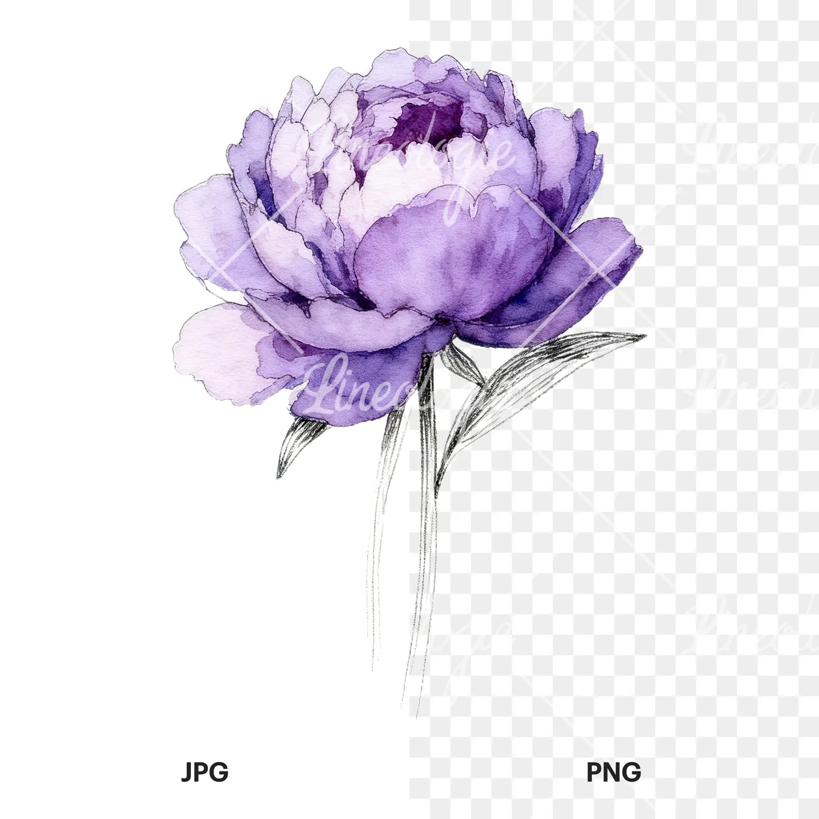 Watercolor light lavender purple peony bouquet clipart 2 of 9, as a JPG on white and a transparent PNG