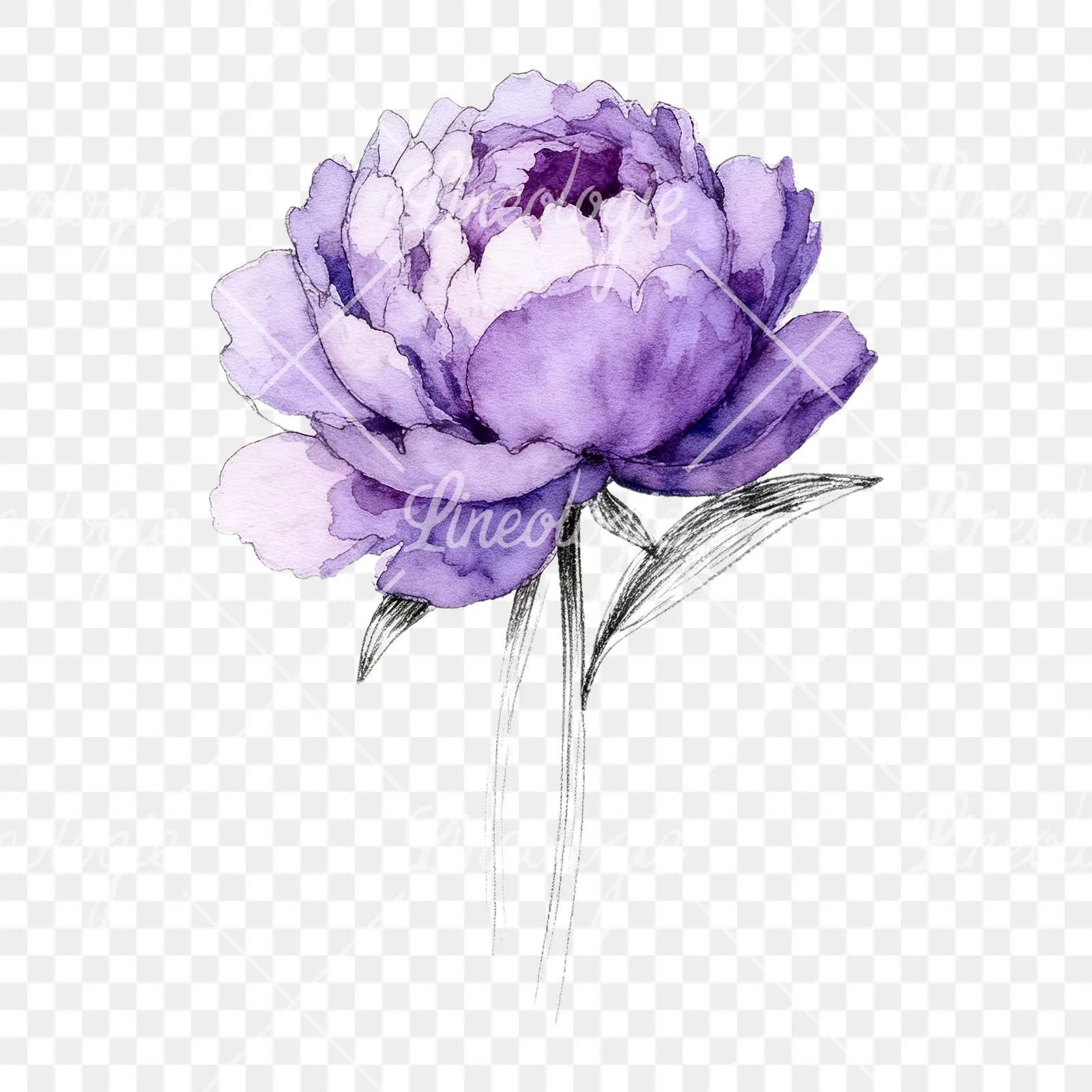 Watercolor light lavender purple peony bouquet clipart 2 of 9 on a transparent background (PNG)