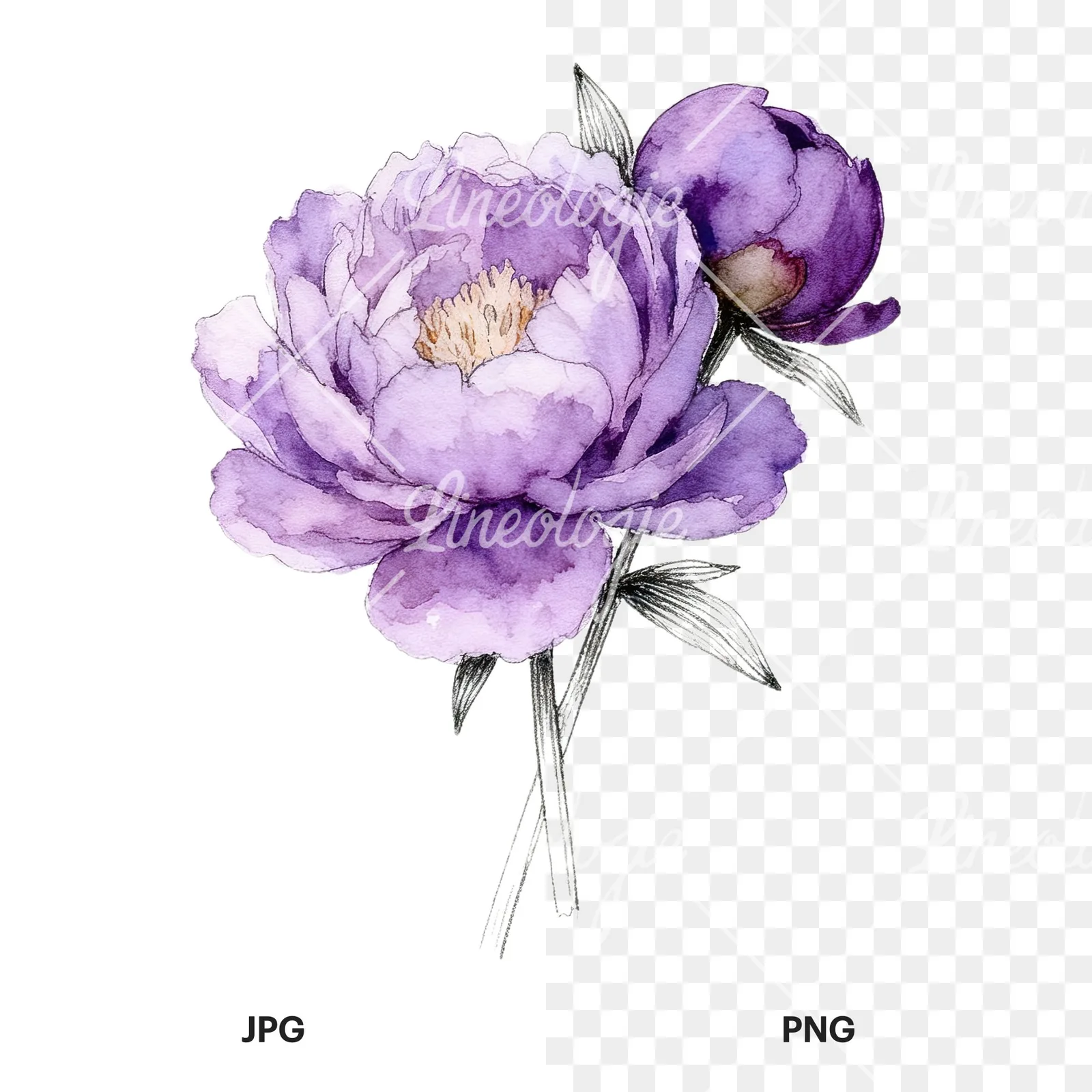 Watercolor light lavender purple peony bouquet clipart 3 of 9, as a JPG on white and a transparent PNG