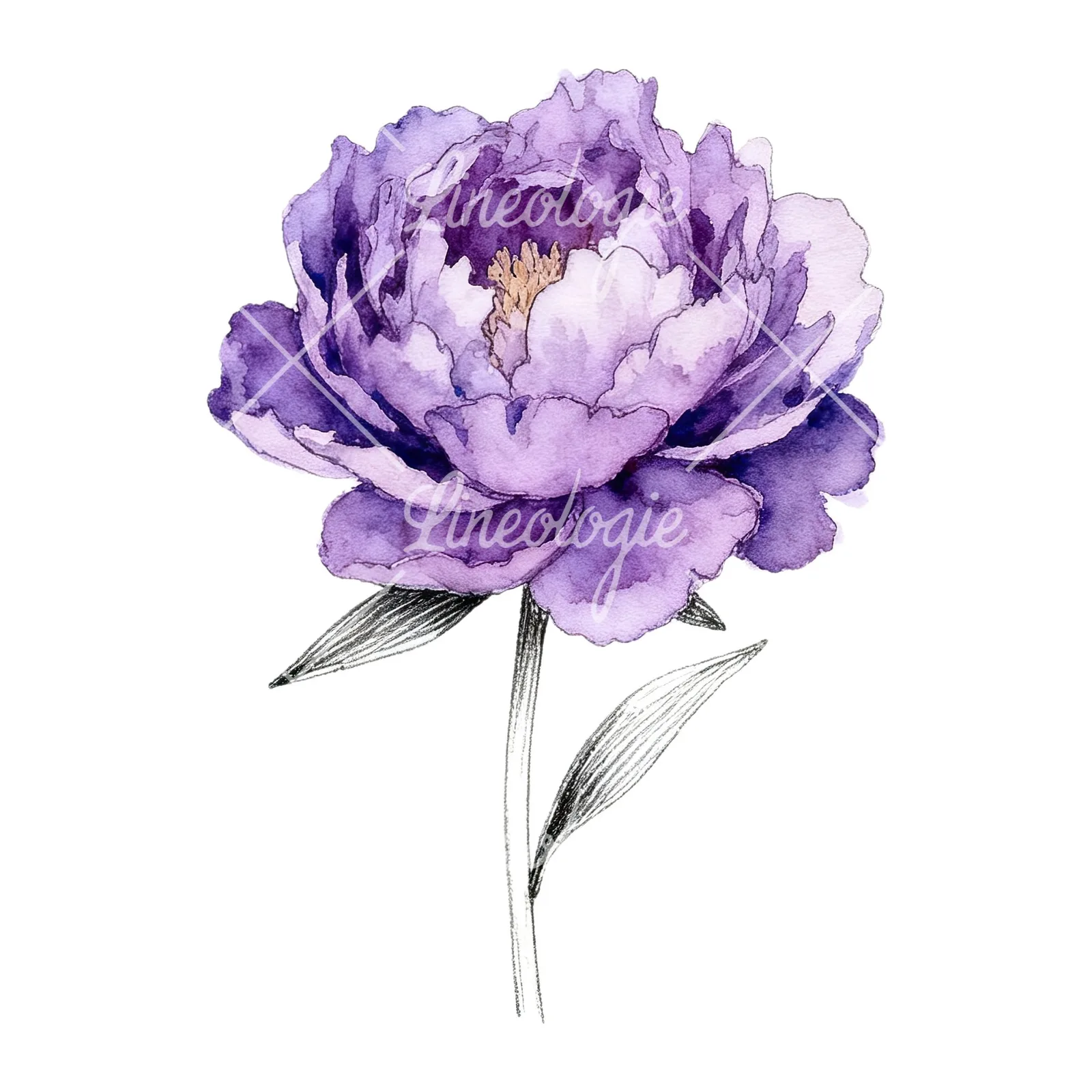 Watercolor light lavender purple peony bouquet clipart 5 of 9 on a white background (JPG)