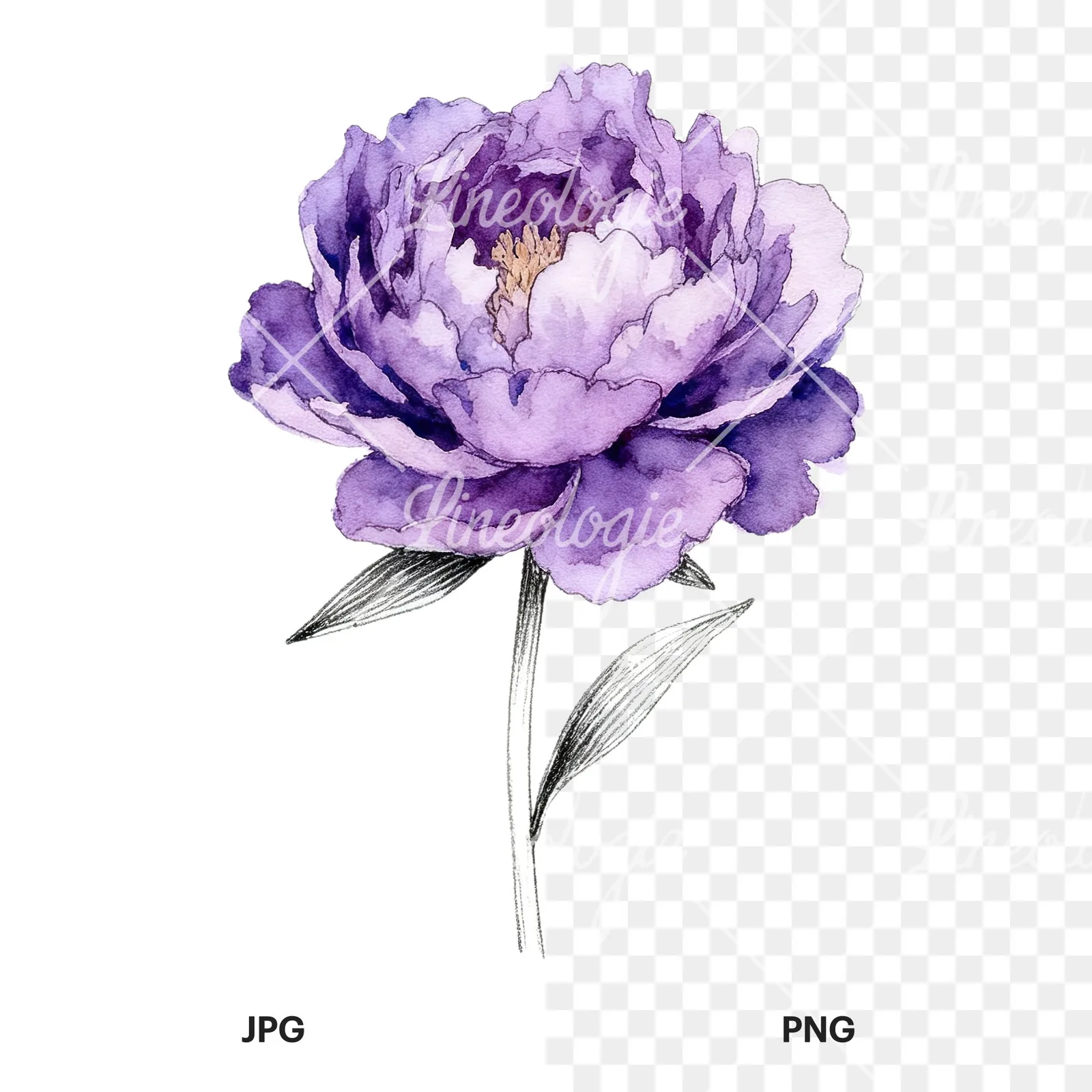 Watercolor light lavender purple peony bouquet clipart 5 of 9, as a JPG on white and a transparent PNG