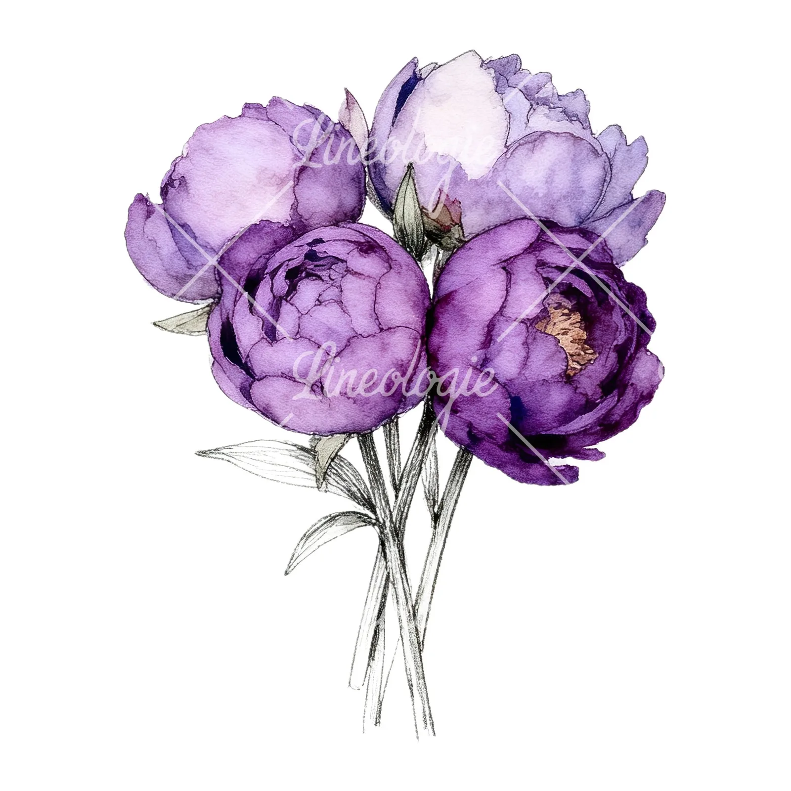 Watercolor light lavender purple peony bouquet clipart 6 of 9 on a white background (JPG)