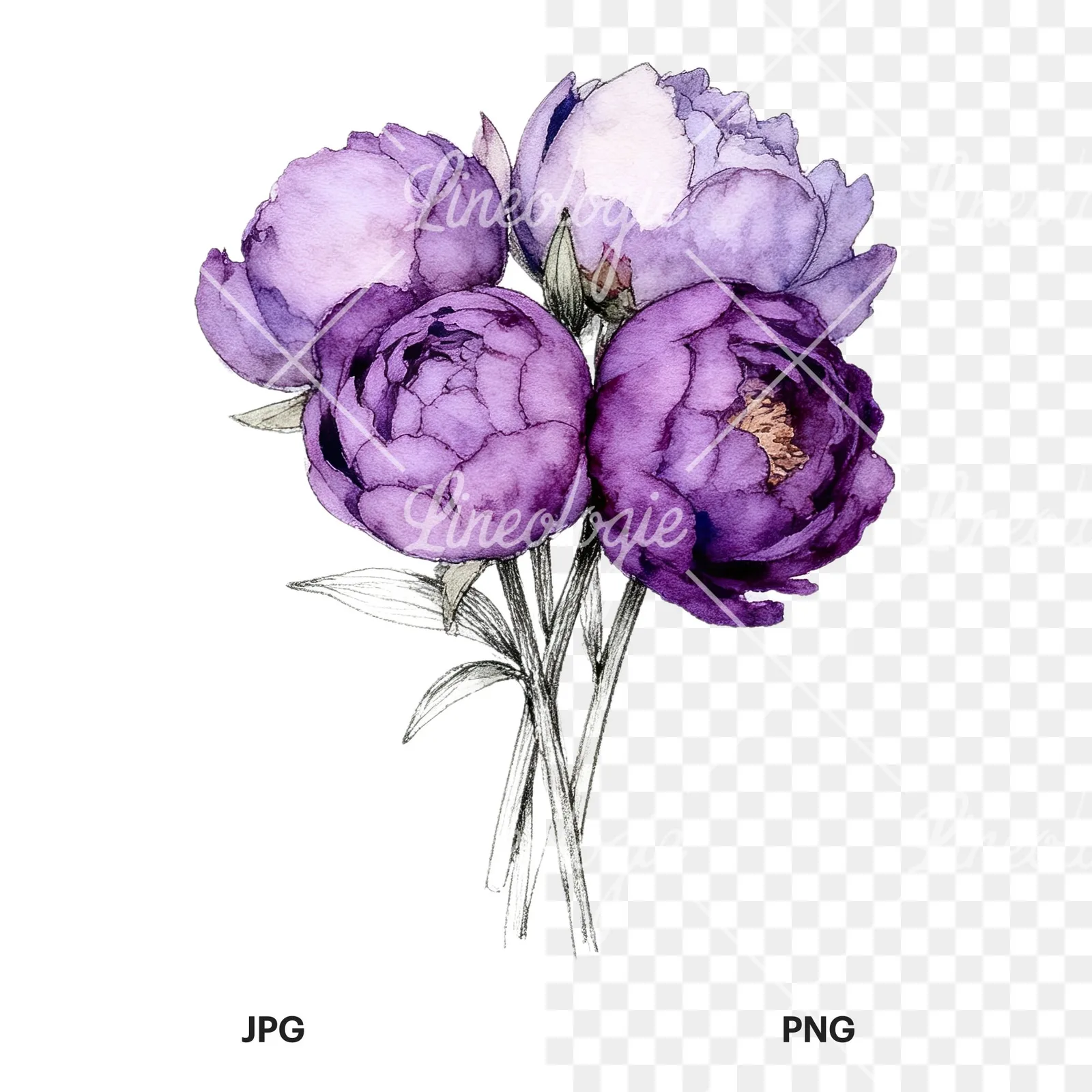 Watercolor light lavender purple peony bouquet clipart 6 of 9, as a JPG on white and a transparent PNG