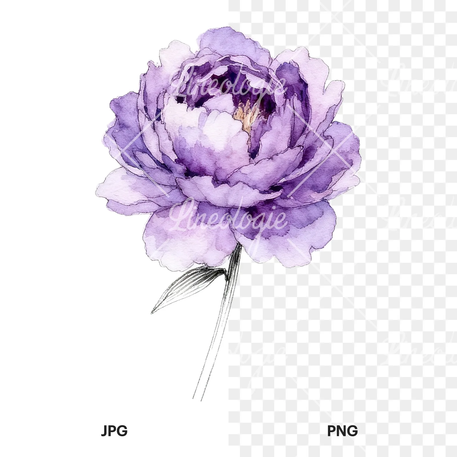 Watercolor light lavender purple peony bouquet clipart 8 of 9, as a JPG on white and a transparent PNG