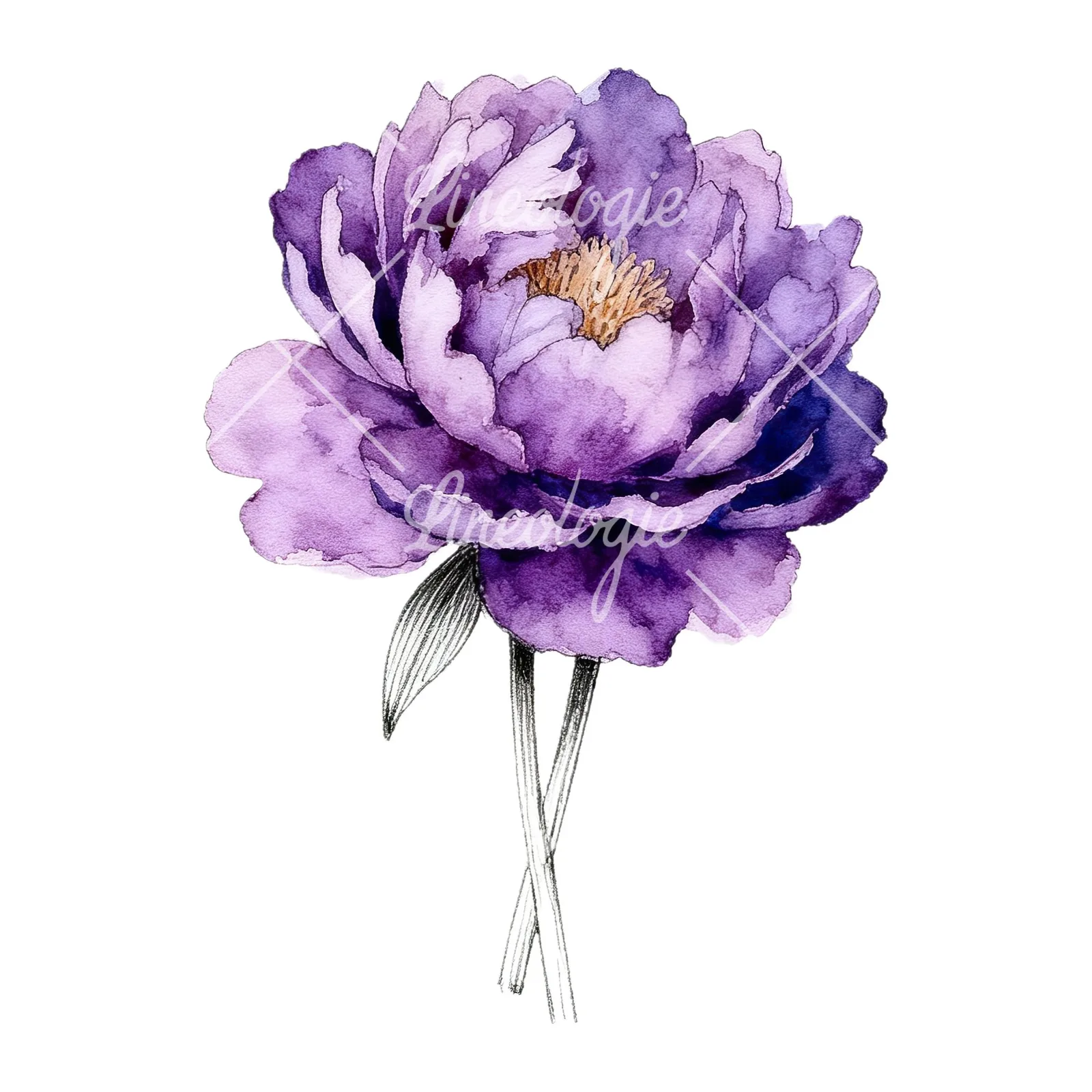 Watercolor light lavender purple peony bouquet clipart 9 of 9 on a white background (JPG)