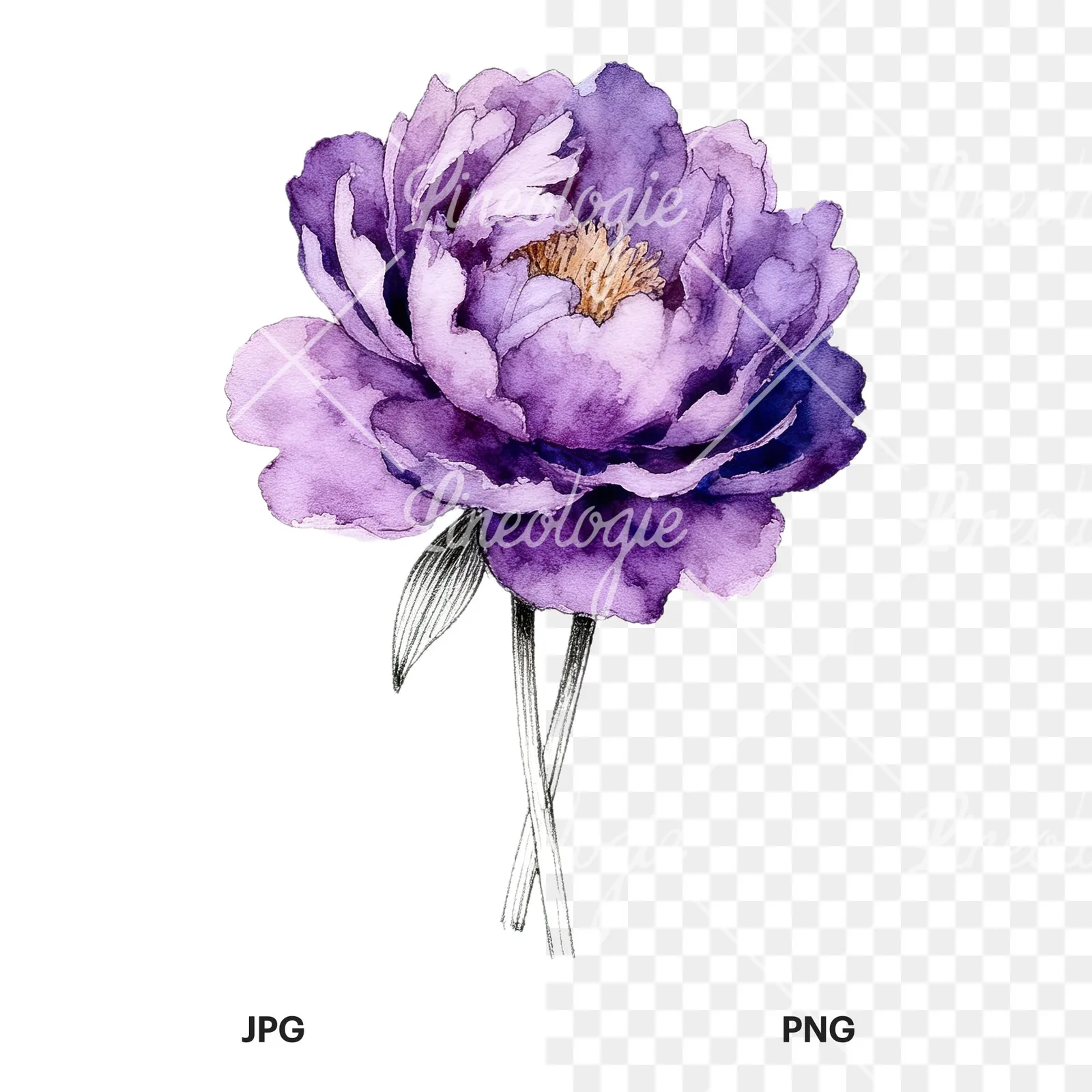 Watercolor light lavender purple peony bouquet clipart 9 of 9, as a JPG on white and a transparent PNG