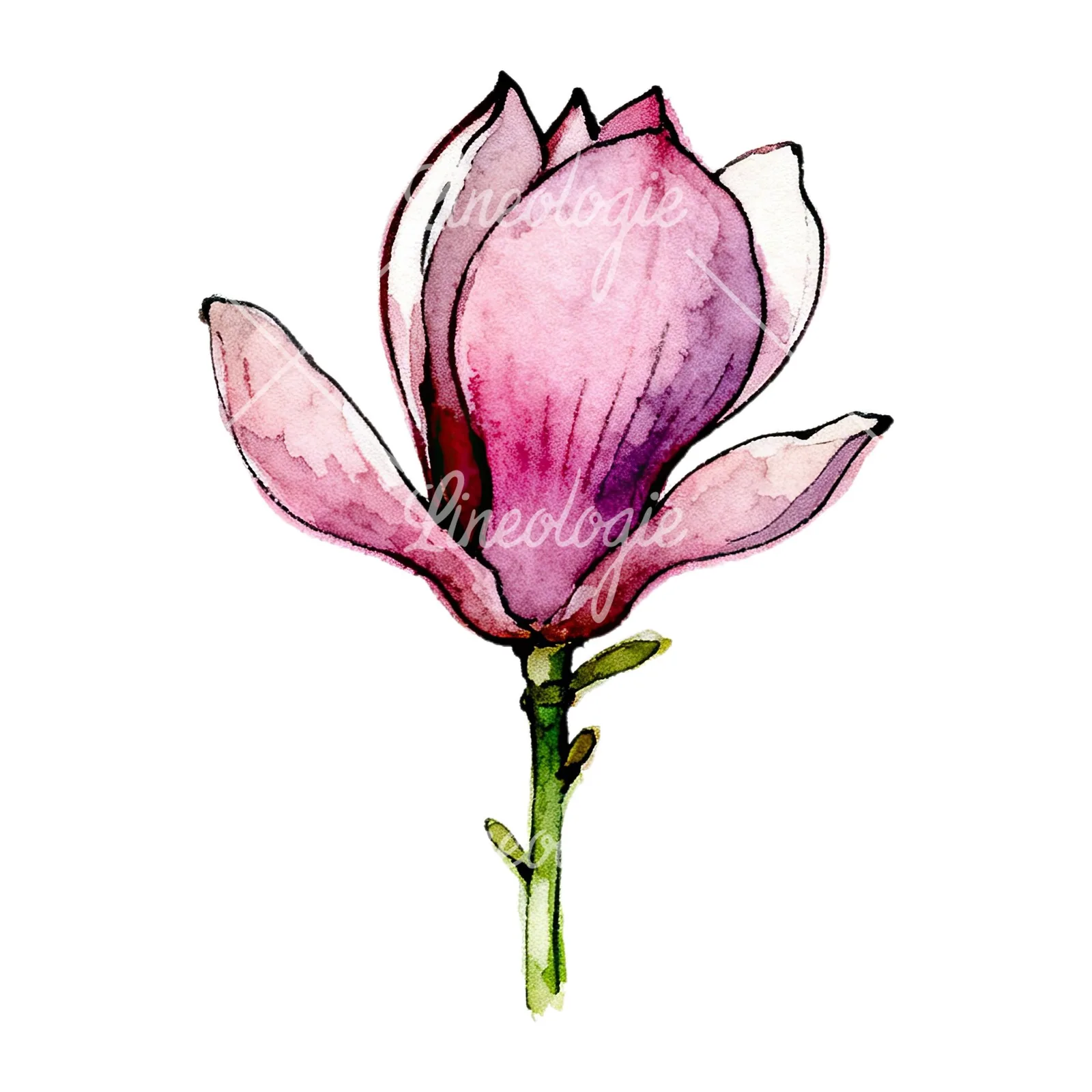 Watercolor purple pink magnolia clipart 1 of 9 on a white background (JPG)