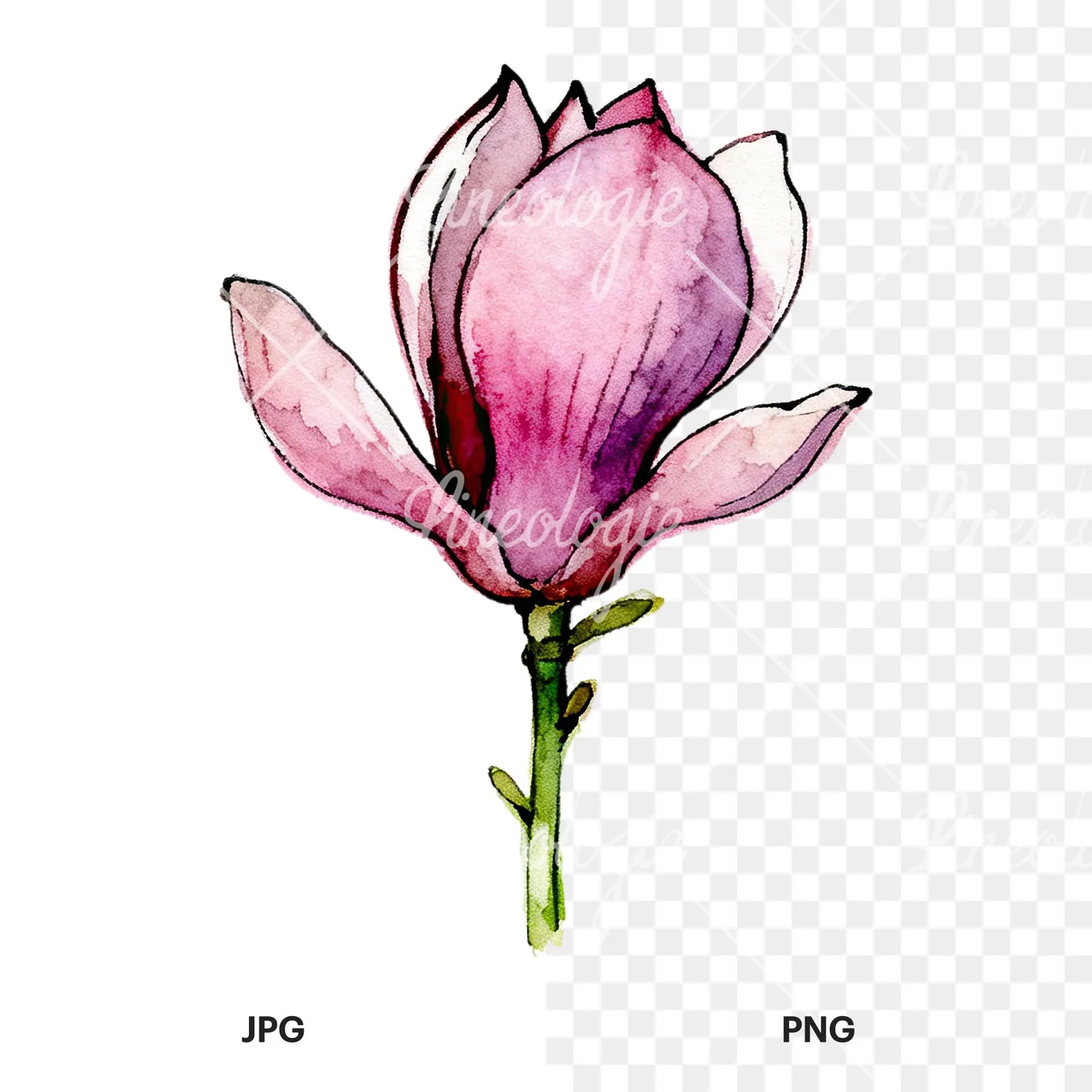 Watercolor purple pink magnolia clipart 1 of 9, as a JPG on white and a transparent PNG