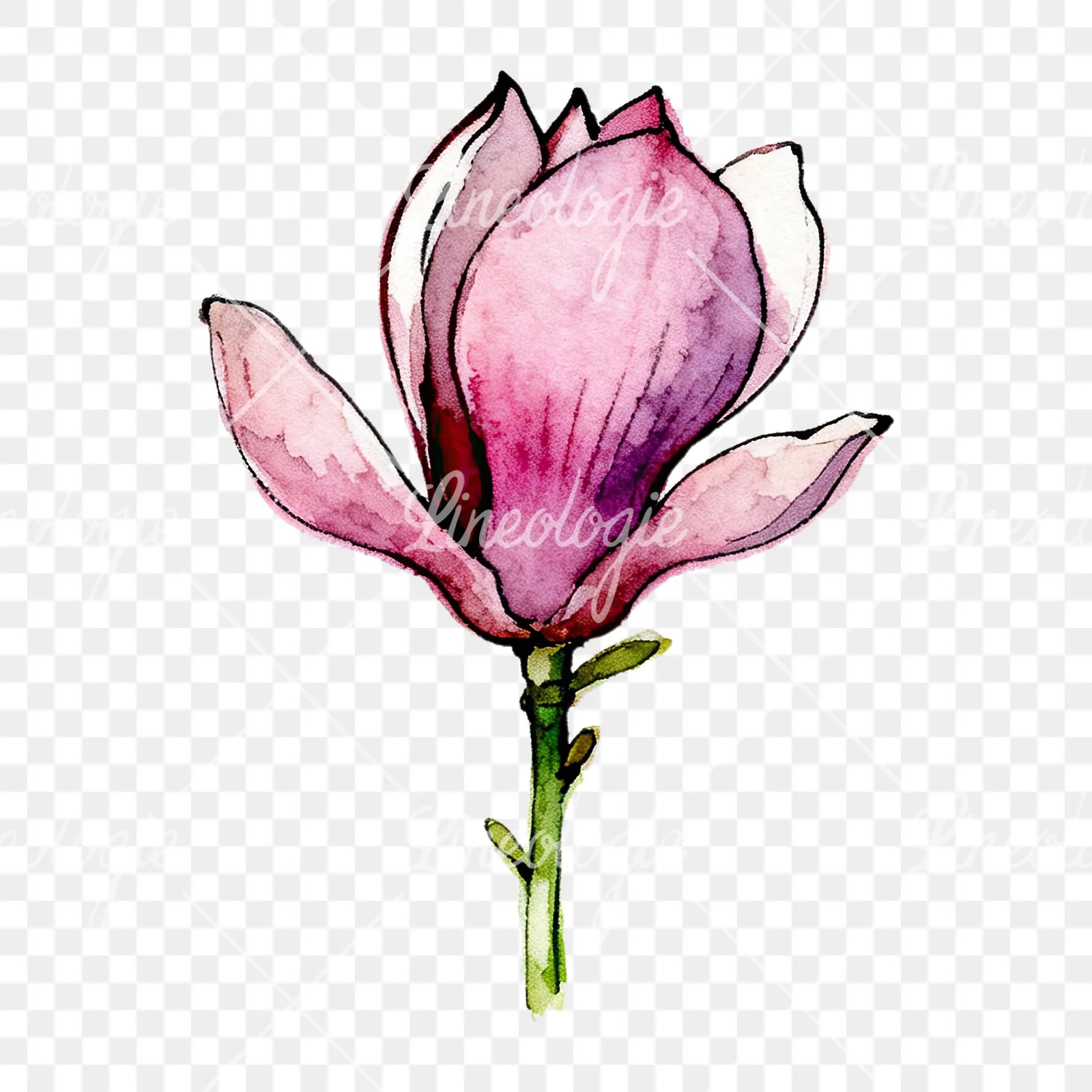 Watercolor purple pink magnolia clipart 1 of 9 on a transparent background (PNG)