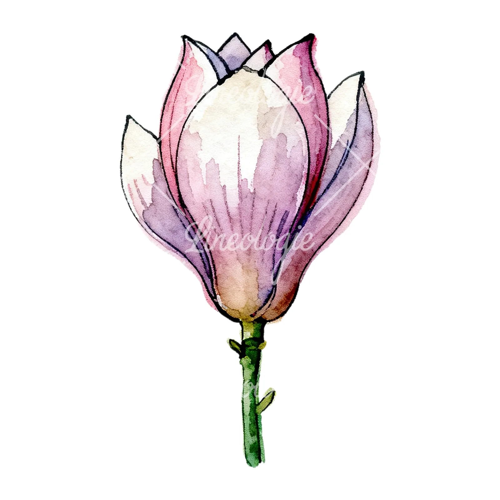 Watercolor purple pink magnolia clipart 2 of 9 on a white background (JPG)