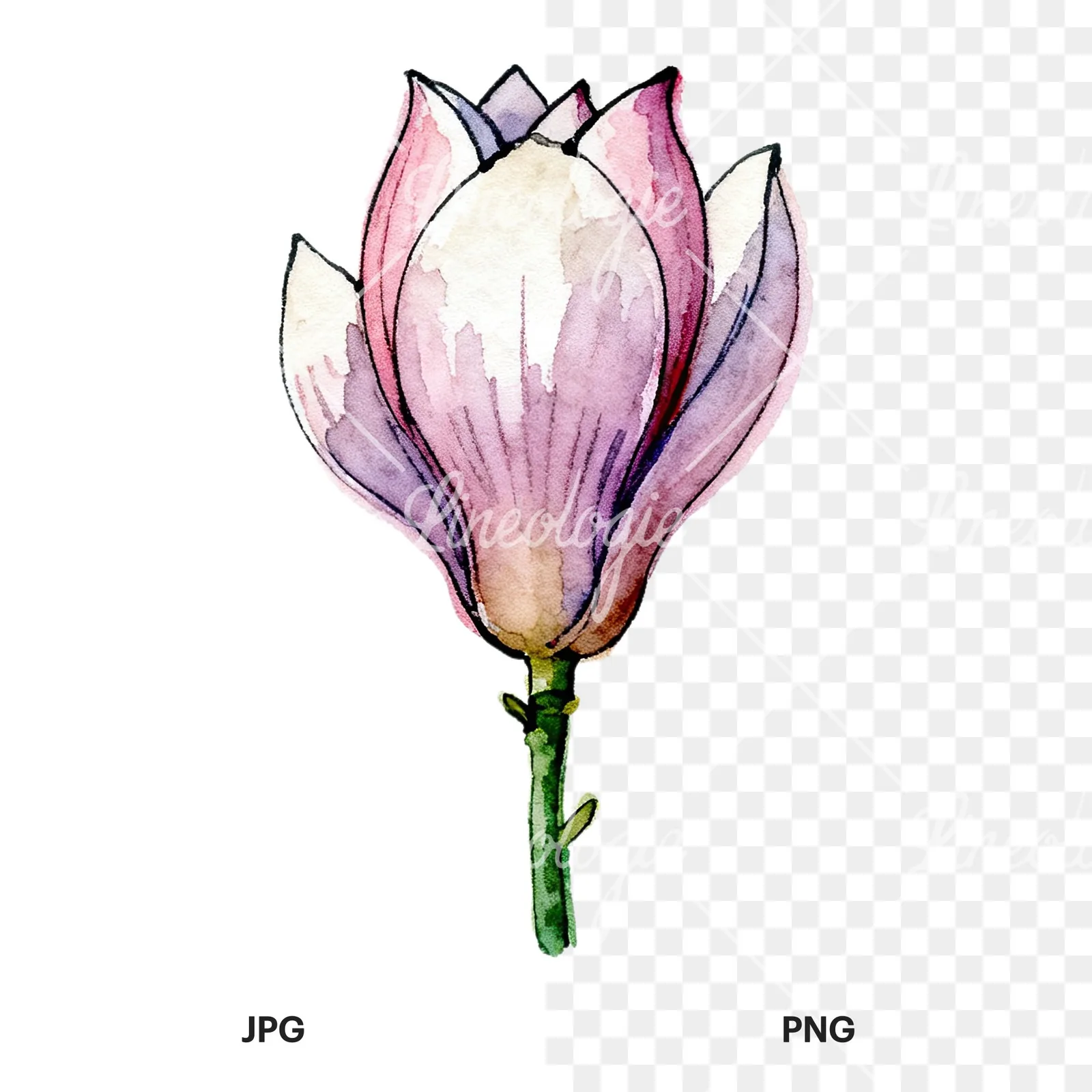 Watercolor purple pink magnolia clipart 2 of 9, as a JPG on white and a transparent PNG