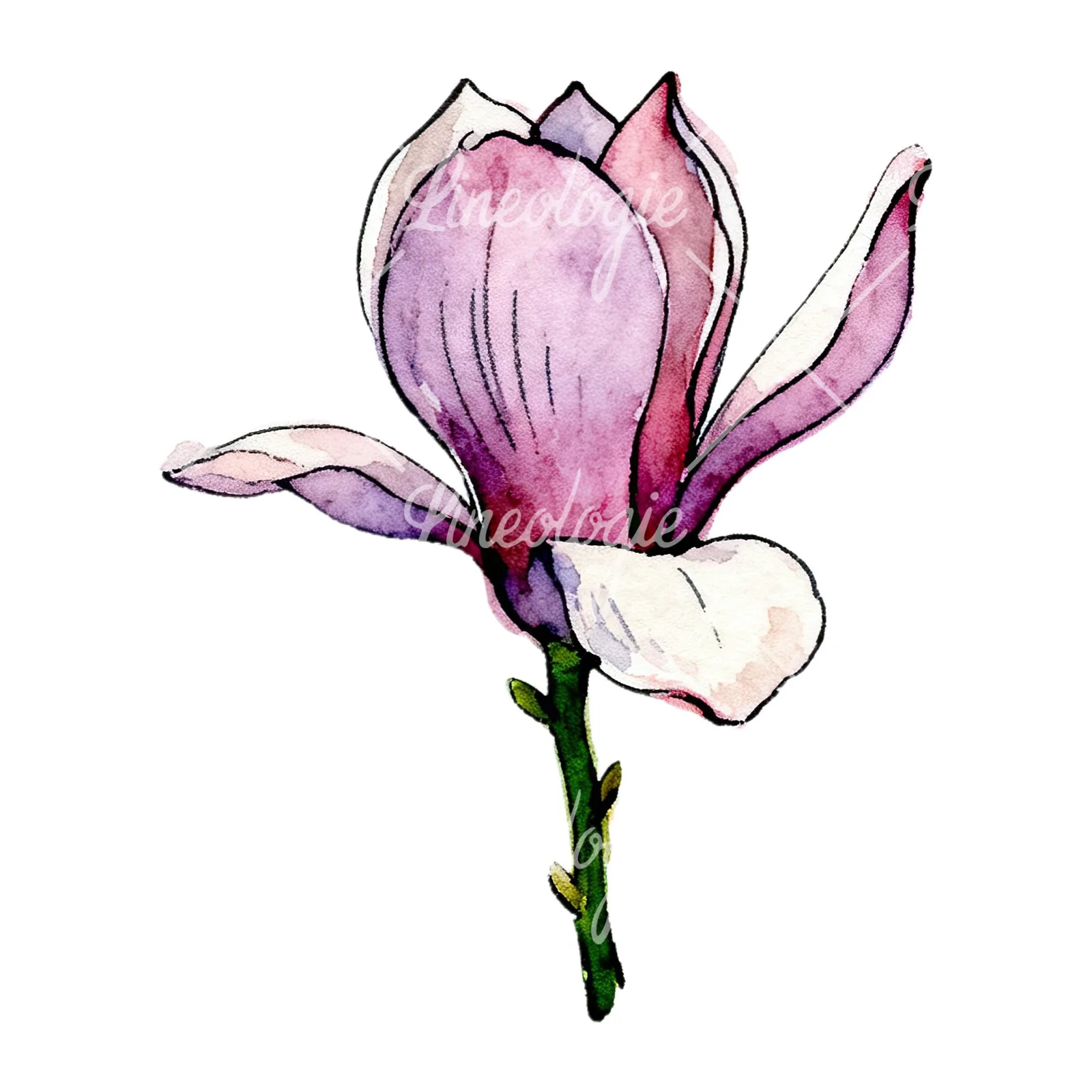 Watercolor purple pink magnolia clipart 3 of 9 on a white background (JPG)