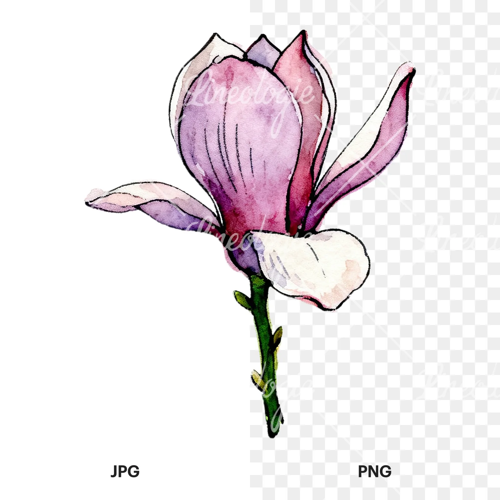 Watercolor purple pink magnolia clipart 3 of 9, as a JPG on white and a transparent PNG