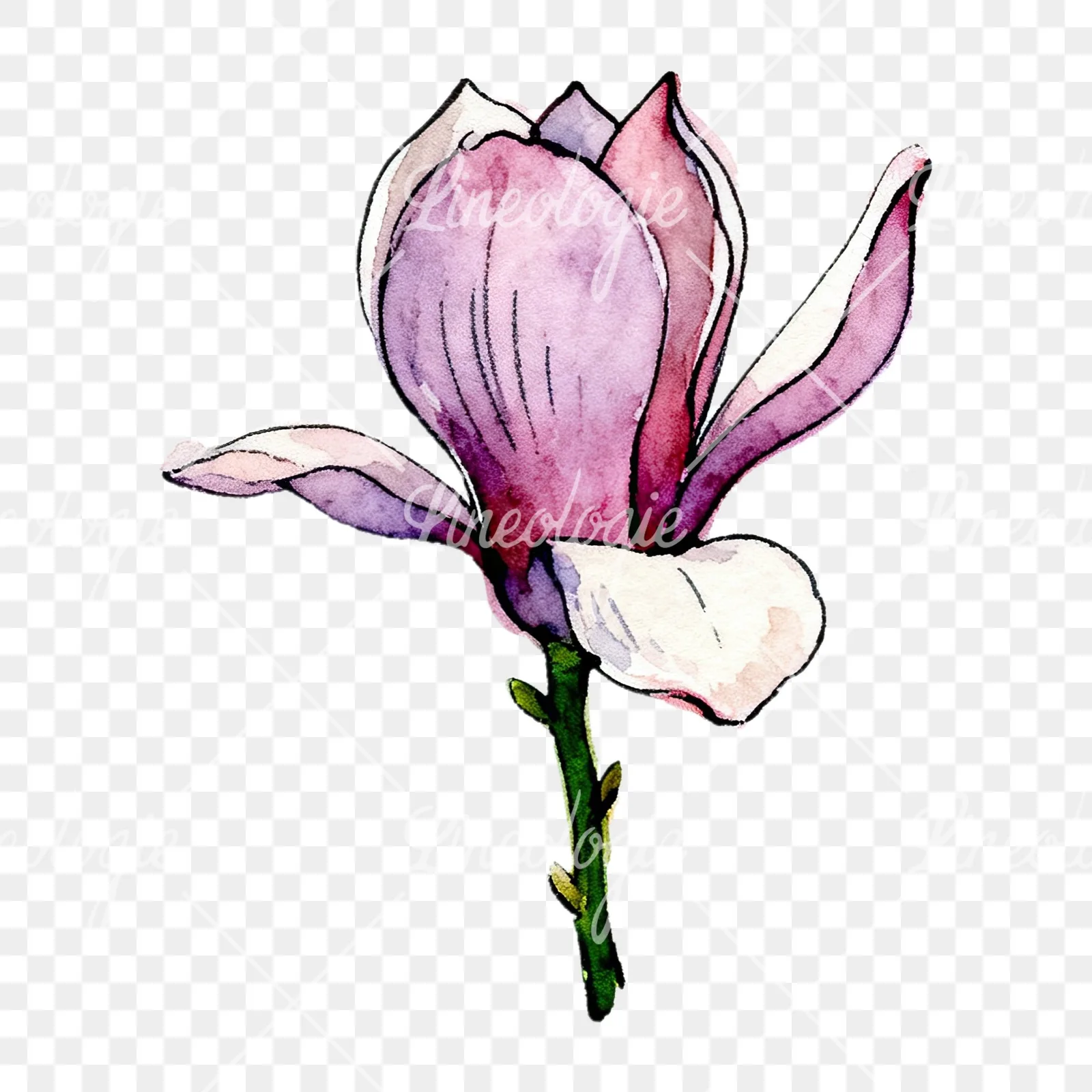 Watercolor purple pink magnolia clipart 3 of 9 on a transparent background (PNG)