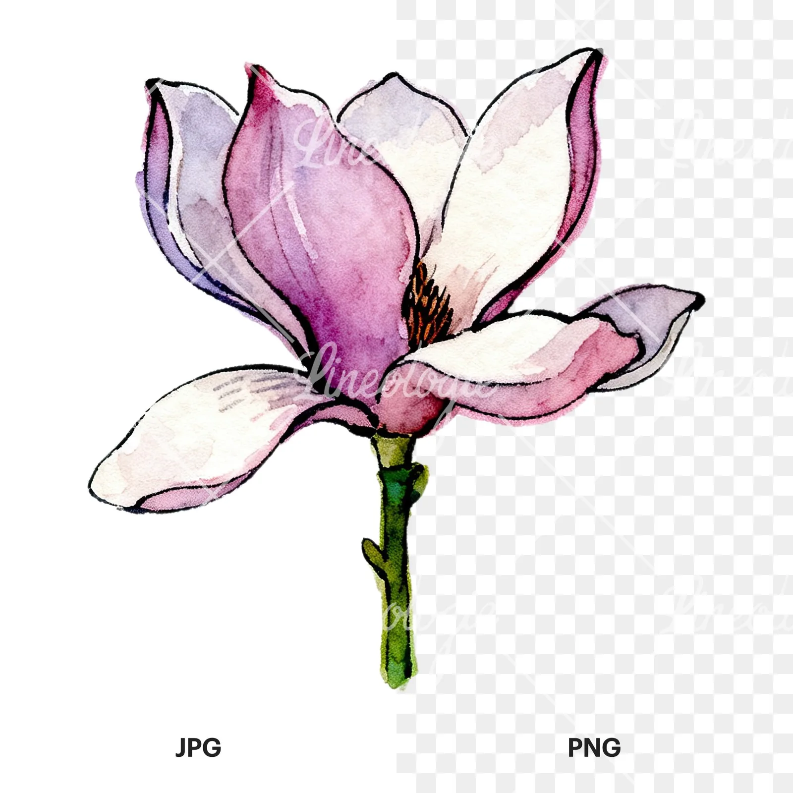 Watercolor purple pink magnolia clipart 4 of 9, as a JPG on white and a transparent PNG