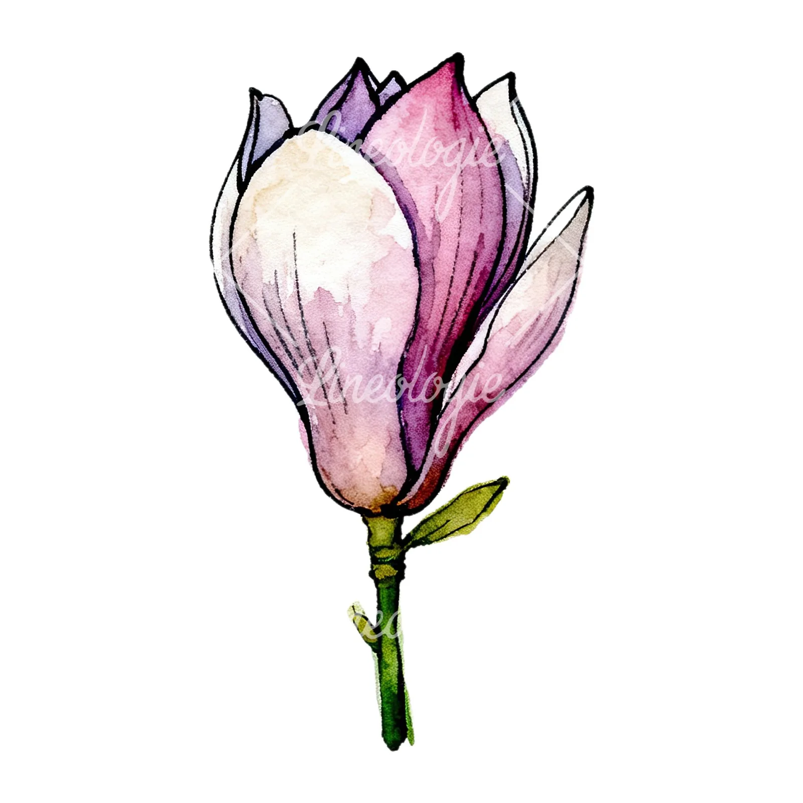 Watercolor purple pink magnolia clipart 5 of 9 on a white background (JPG)