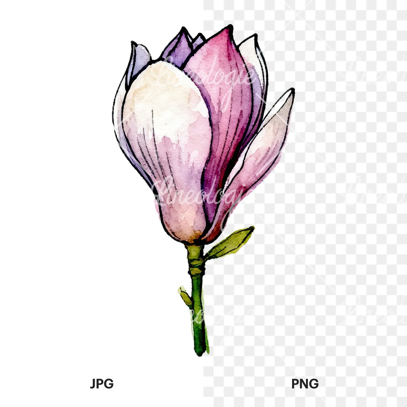 Watercolor purple pink magnolia clipart 5 of 9, as a JPG on white and a transparent PNG