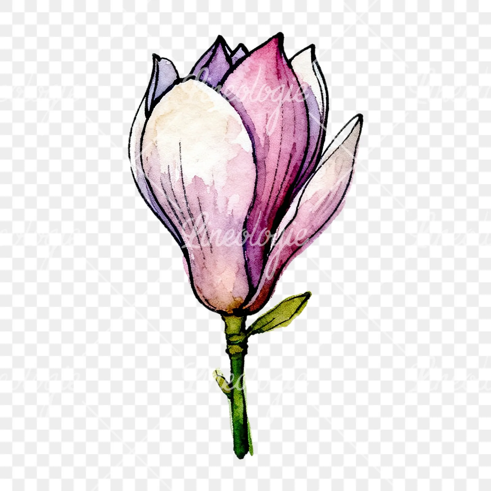 Watercolor purple pink magnolia clipart 5 of 9 on a transparent background (PNG)