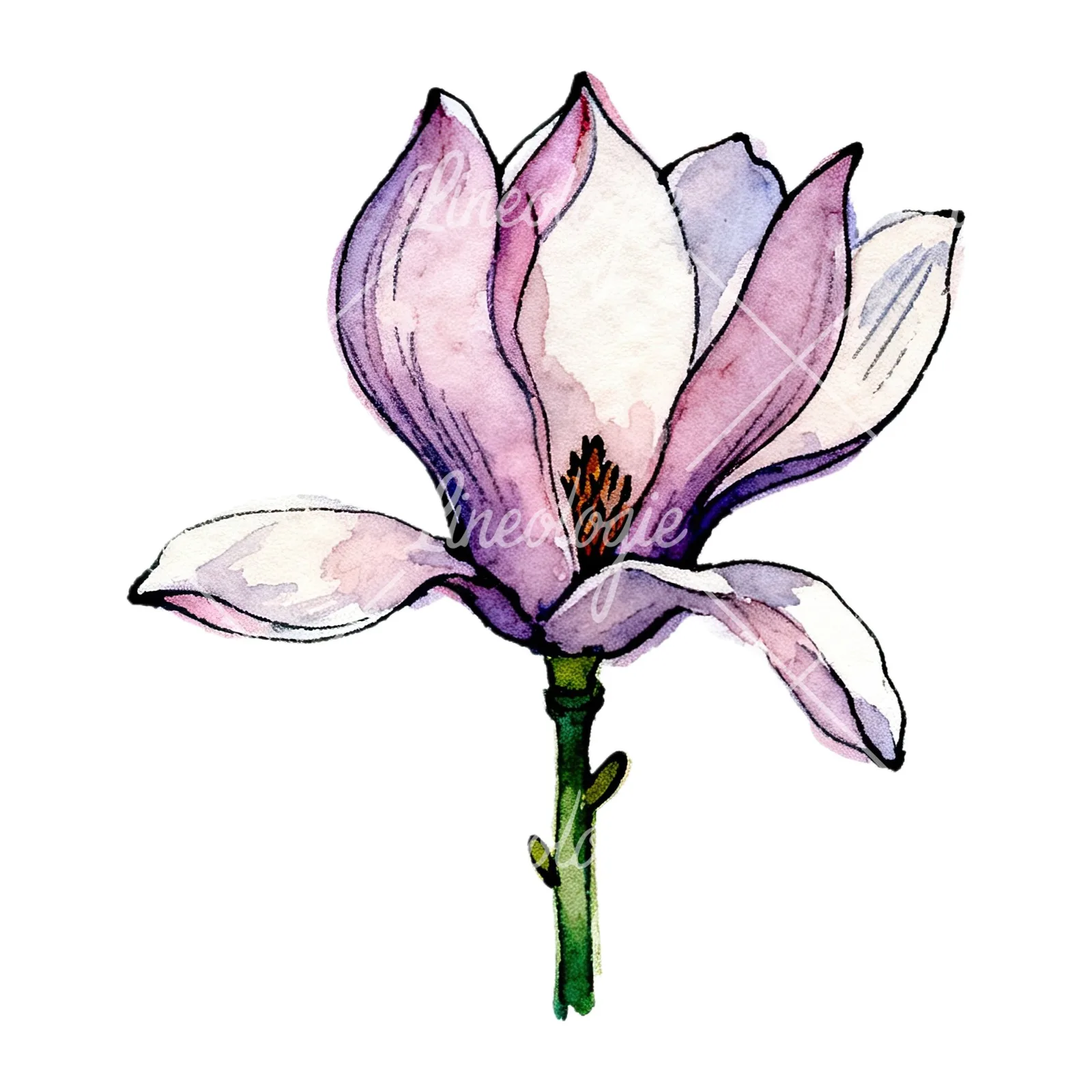 Watercolor purple pink magnolia clipart 6 of 9 on a white background (JPG)