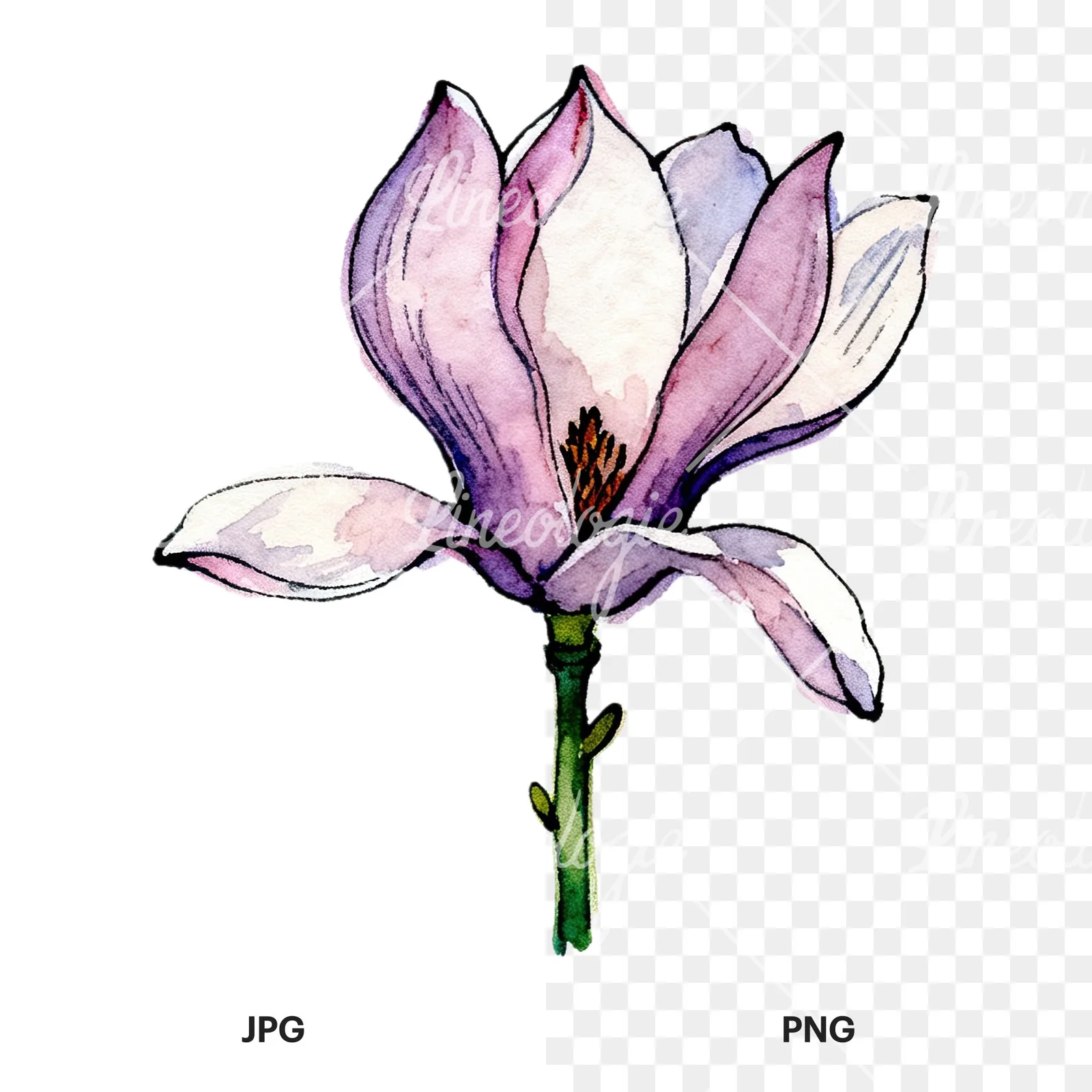 Watercolor purple pink magnolia clipart 6 of 9, as a JPG on white and a transparent PNG