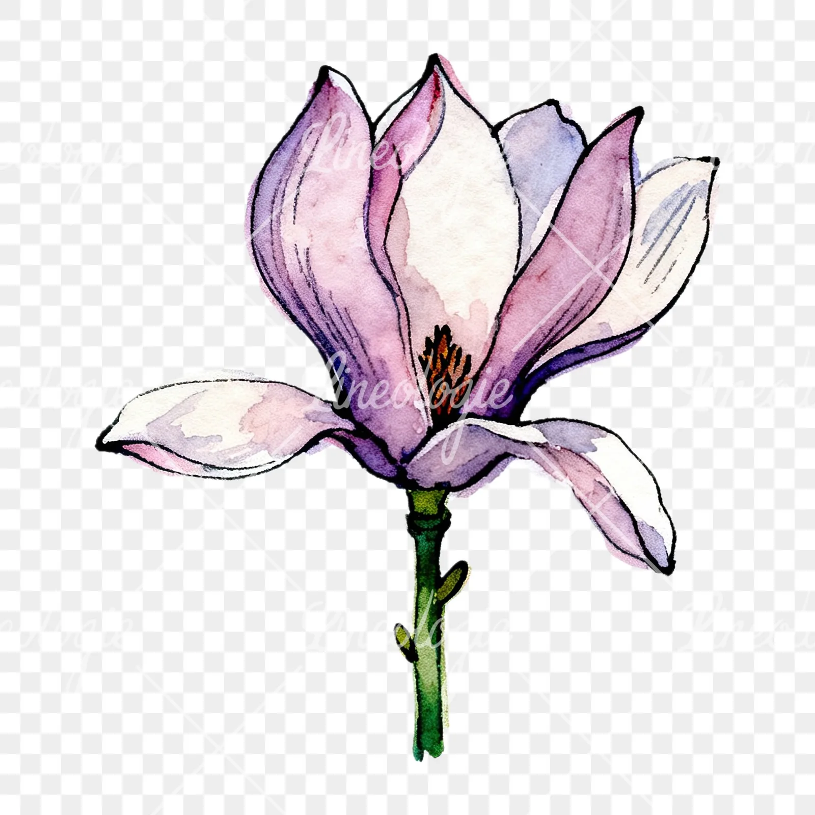 Watercolor purple pink magnolia clipart 6 of 9 on a transparent background (PNG)