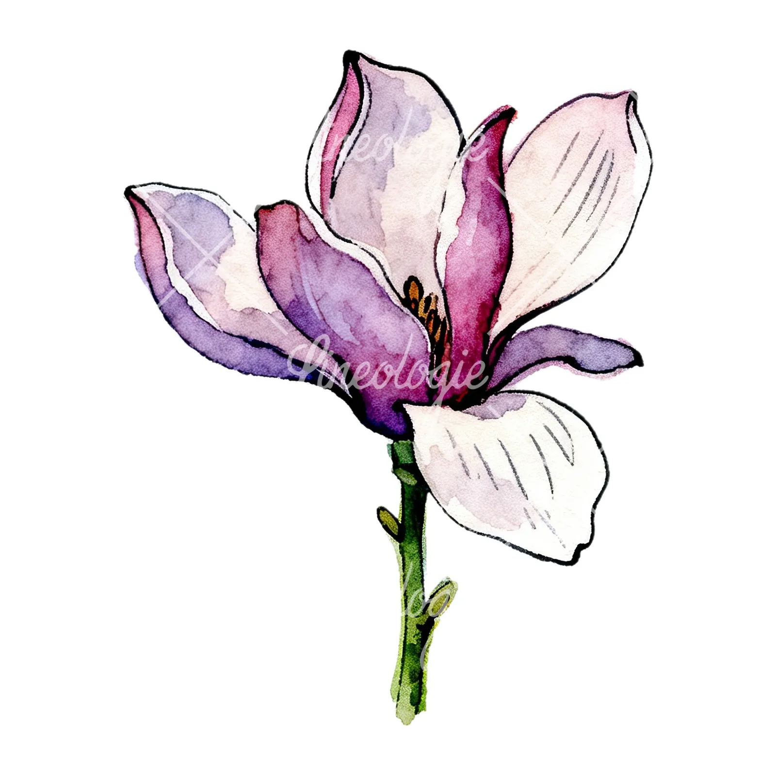 Watercolor purple pink magnolia clipart 7 of 9 on a white background (JPG)