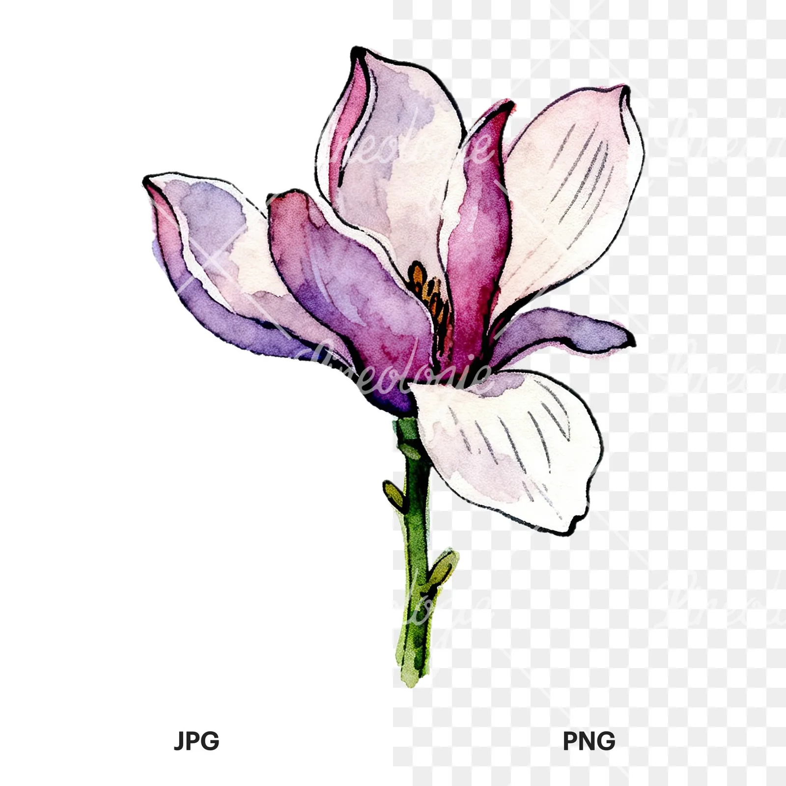 Watercolor purple pink magnolia clipart 7 of 9, as a JPG on white and a transparent PNG