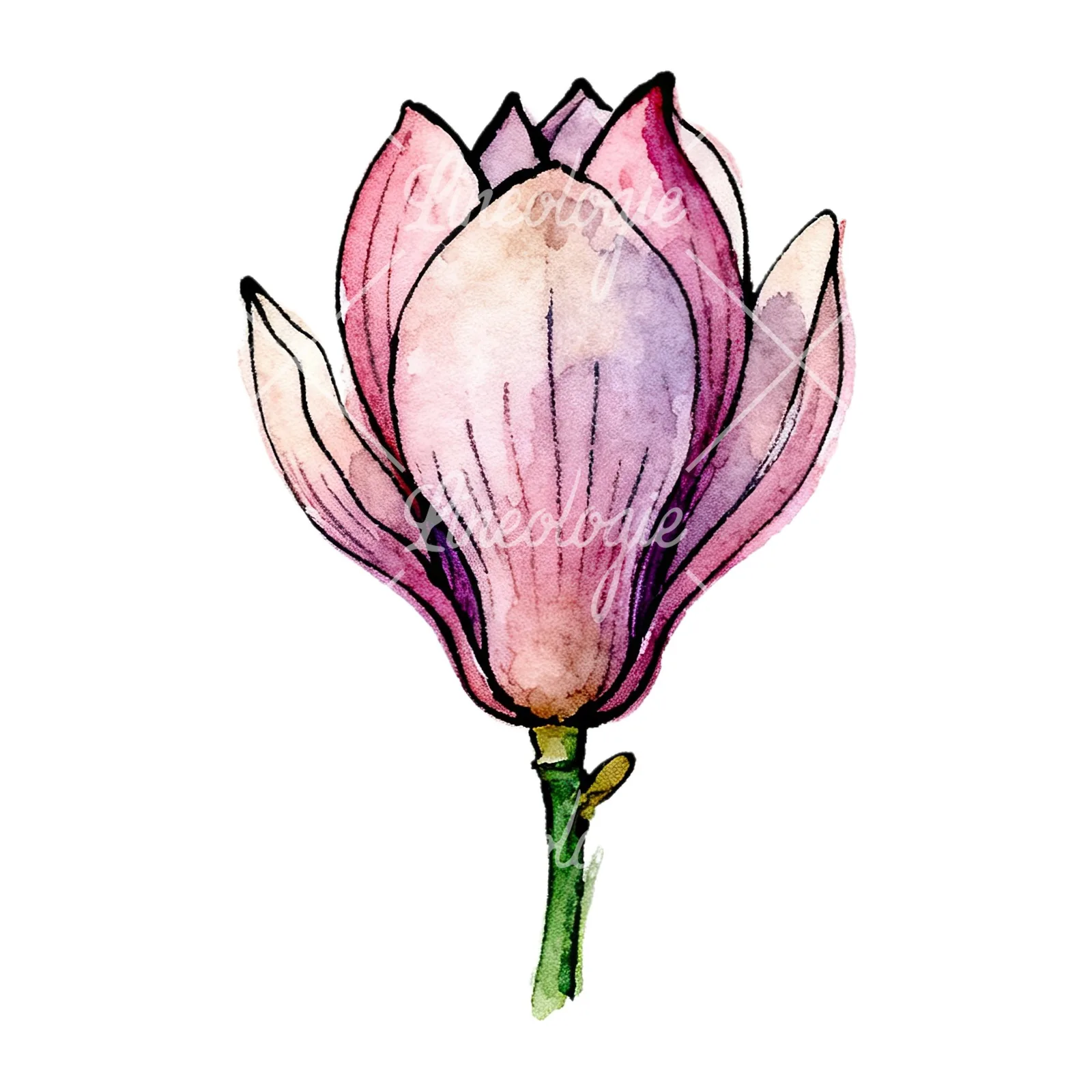 Watercolor purple pink magnolia clipart 8 of 9 on a white background (JPG)