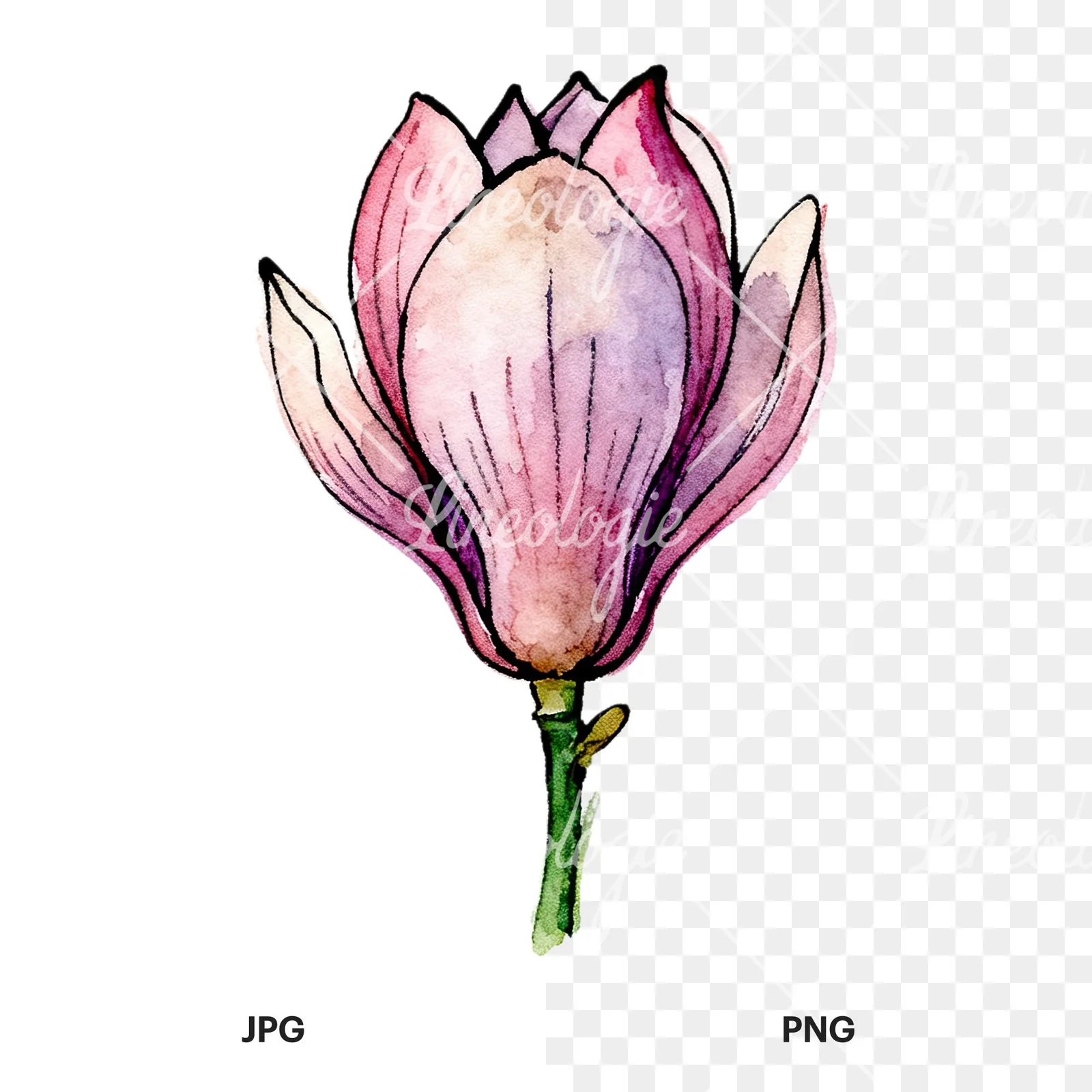 Watercolor purple pink magnolia clipart 8 of 9, as a JPG on white and a transparent PNG