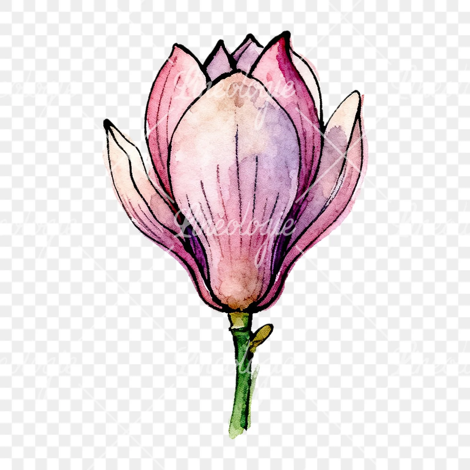 Watercolor purple pink magnolia clipart 8 of 9 on a transparent background (PNG)