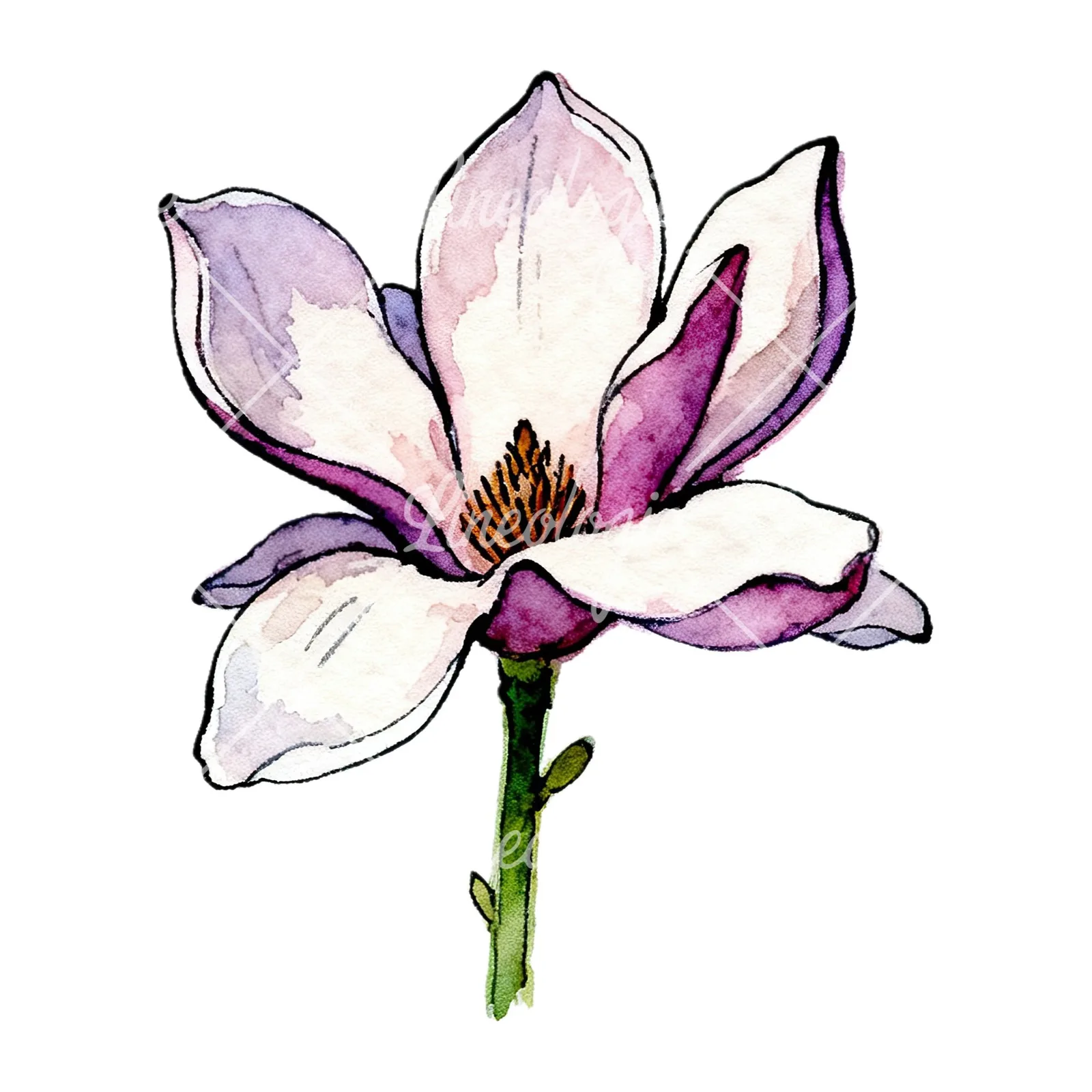 Watercolor purple pink magnolia clipart 9 of 9 on a white background (JPG)