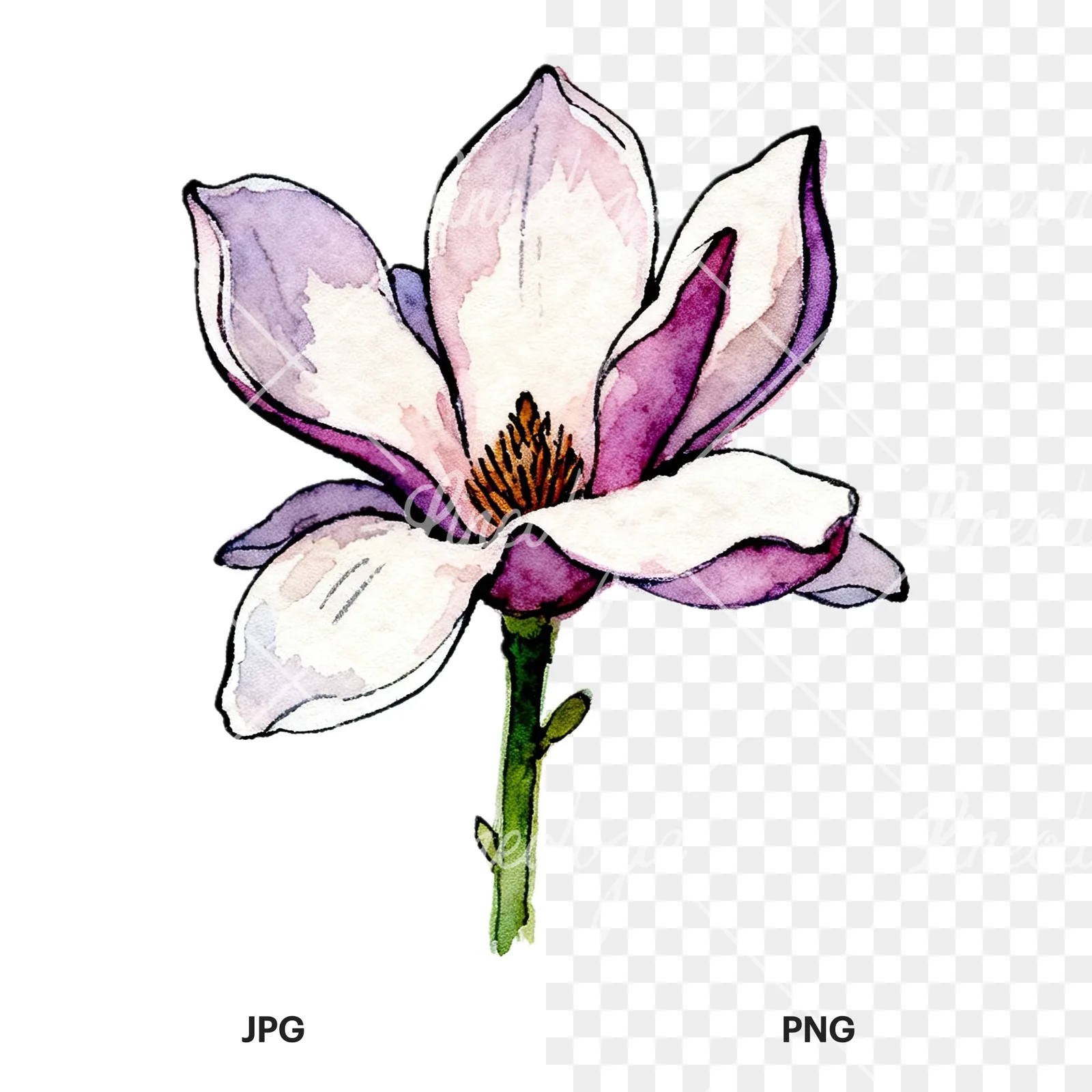 Watercolor purple pink magnolia clipart 9 of 9, as a JPG on white and a transparent PNG