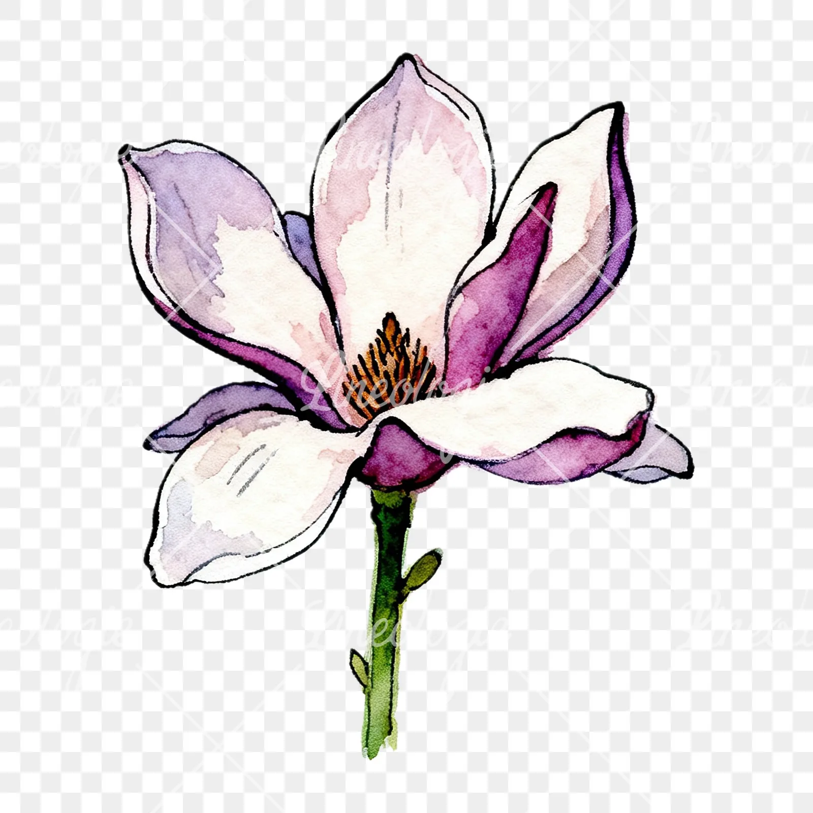 Watercolor purple pink magnolia clipart 9 of 9 on a transparent background (PNG)