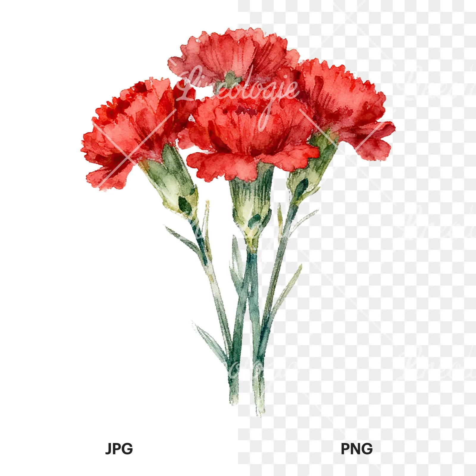 Watercolor red carnation bouquet clipart 1 of 9, as a JPG on white and a transparent PNG