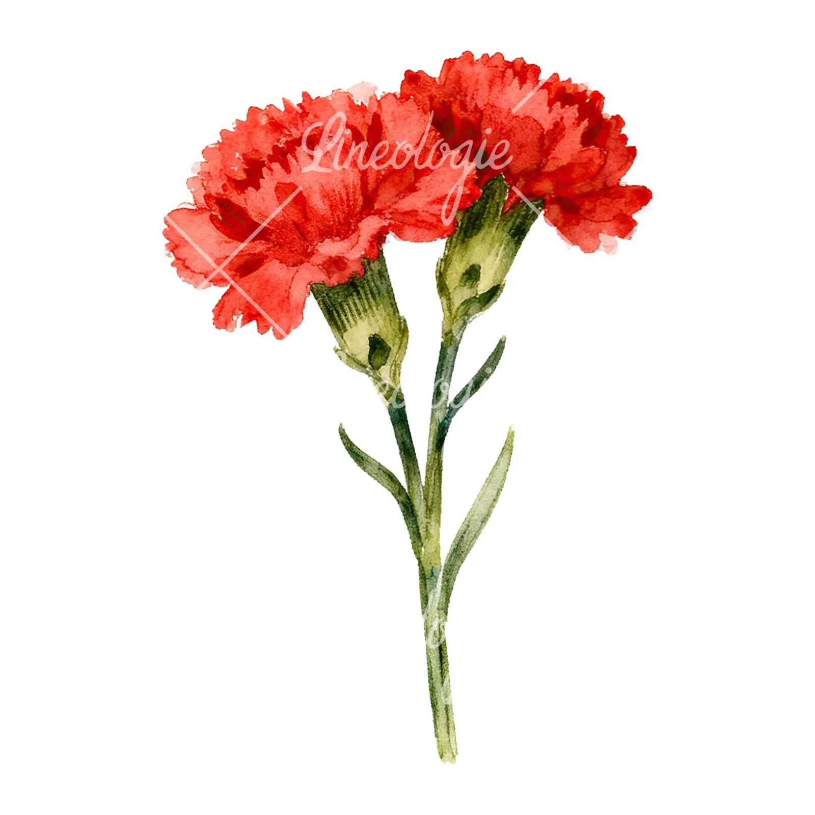 Watercolor red carnation bouquet clipart 2 of 9 on a white background (JPG)