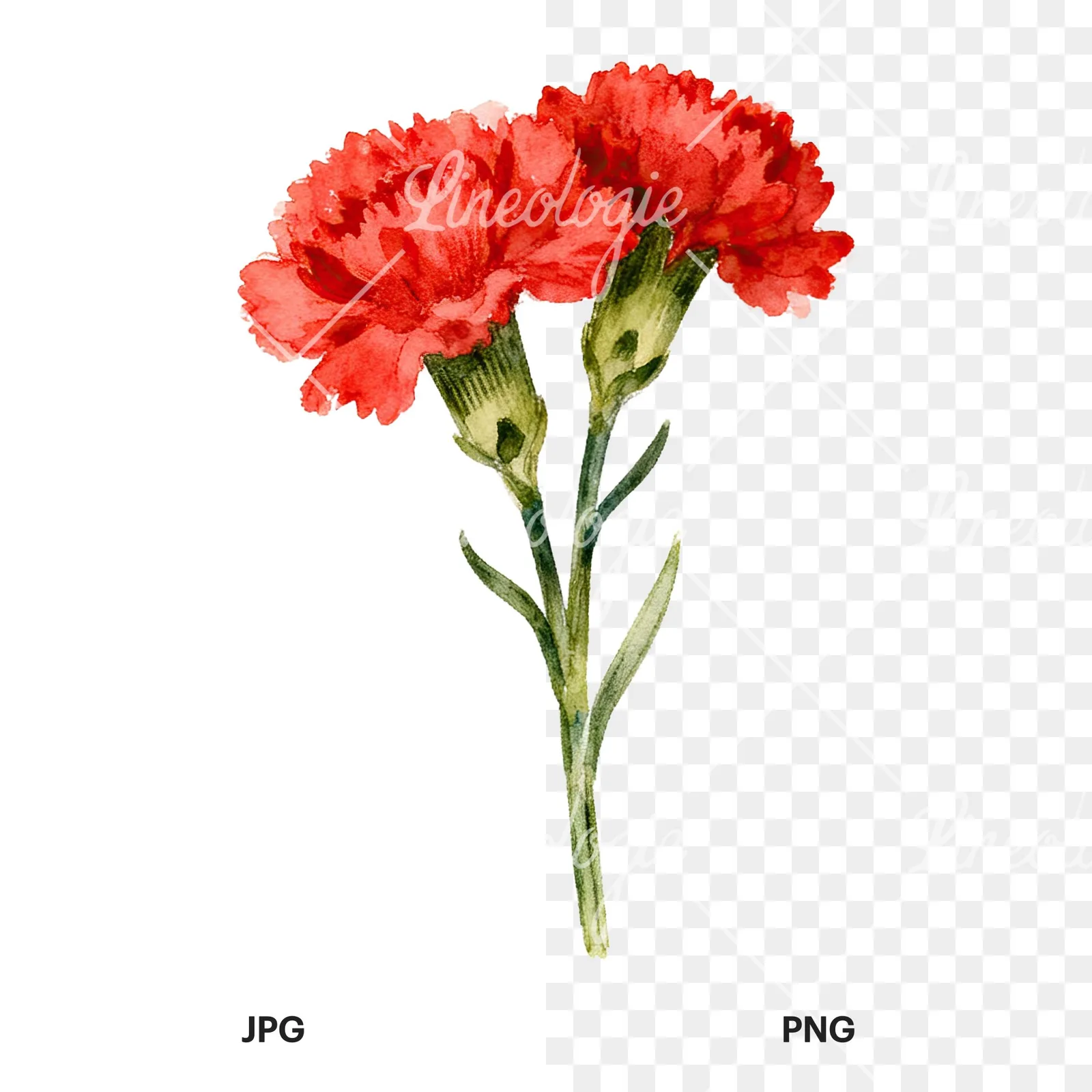 Watercolor red carnation bouquet clipart 2 of 9, as a JPG on white and a transparent PNG