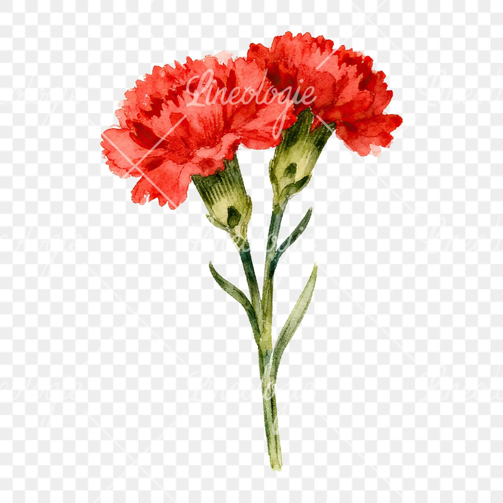 Watercolor red carnation bouquet clipart 2 of 9 on a transparent background (PNG)