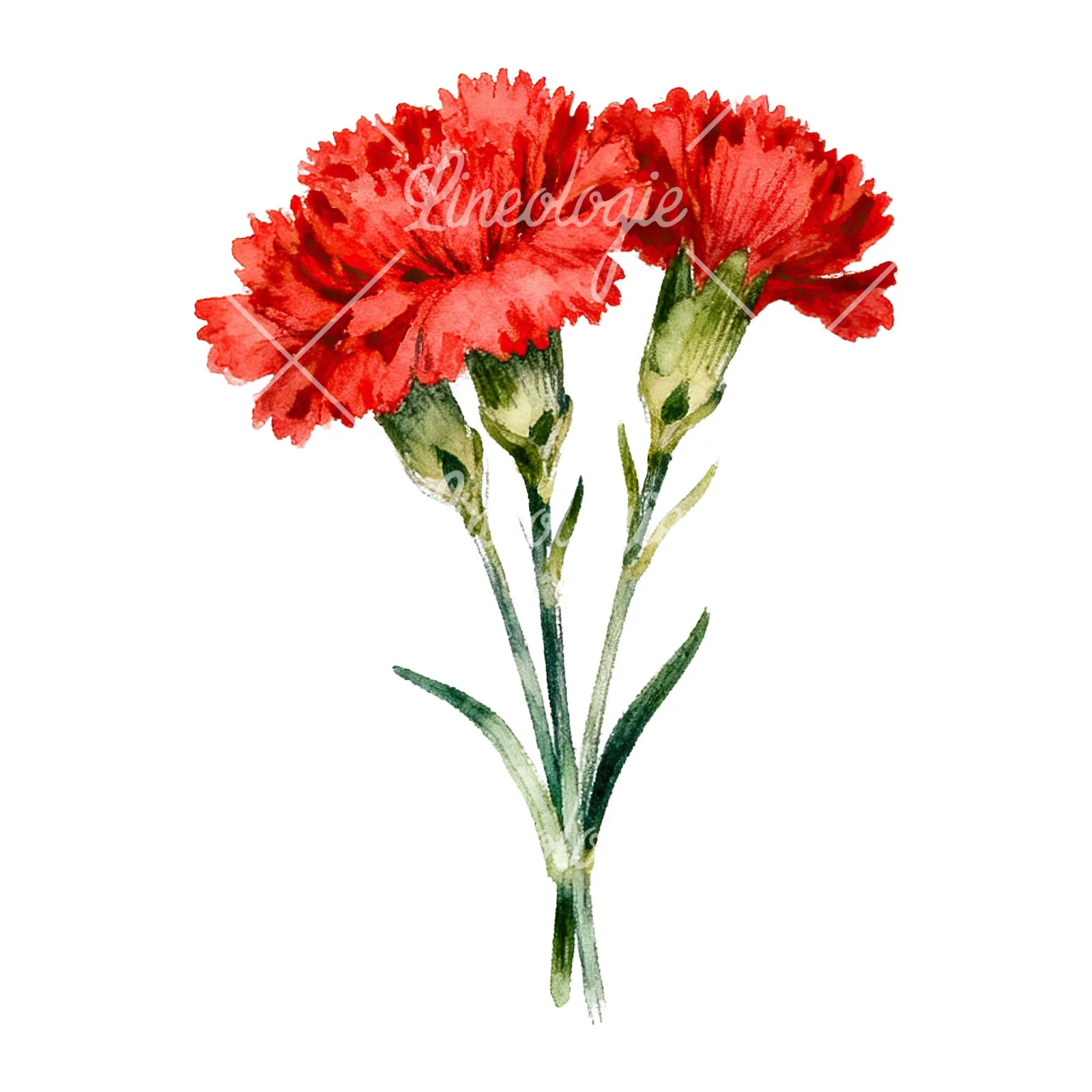Watercolor red carnation bouquet clipart 4 of 9 on a white background (JPG)