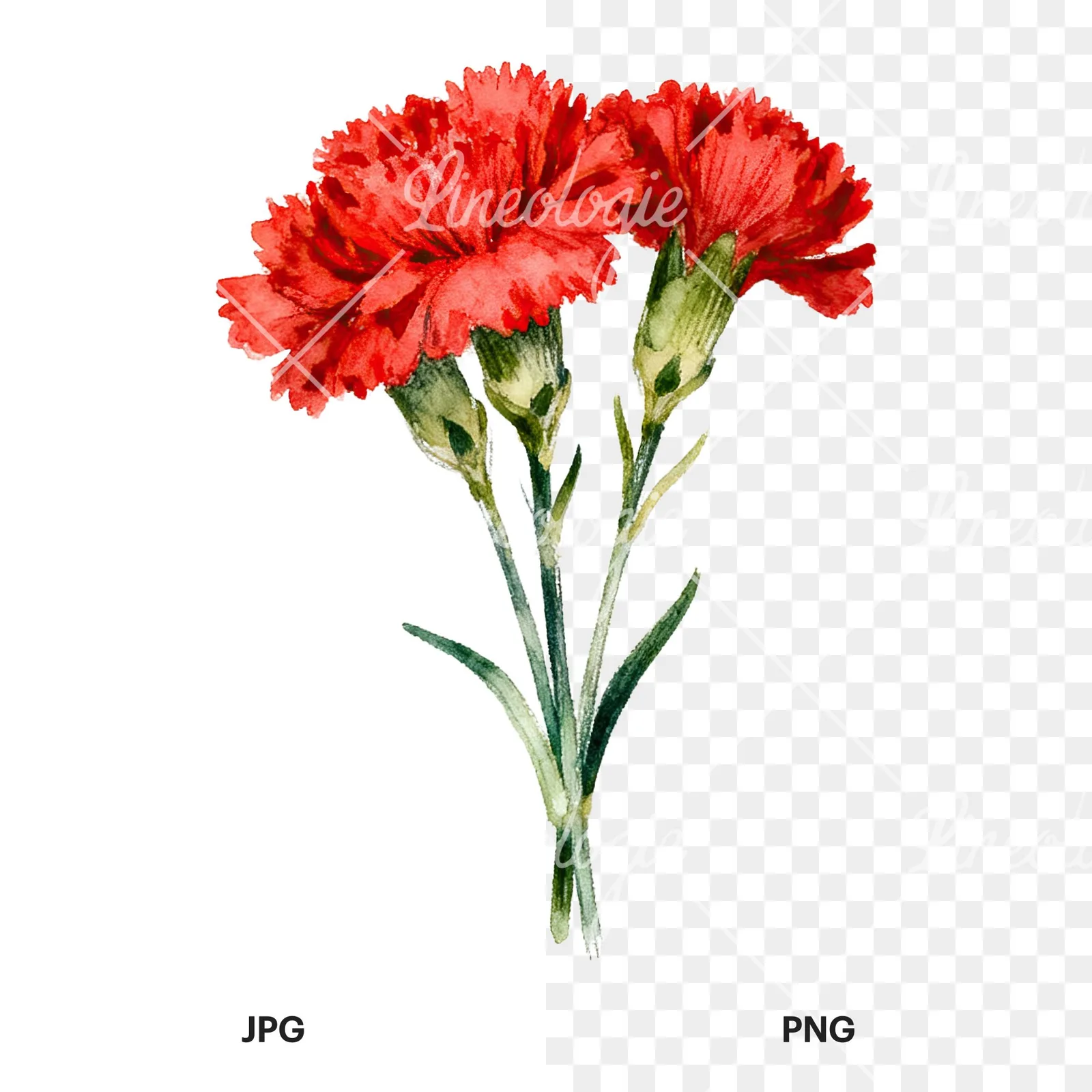 Watercolor red carnation bouquet clipart 4 of 9, as a JPG on white and a transparent PNG