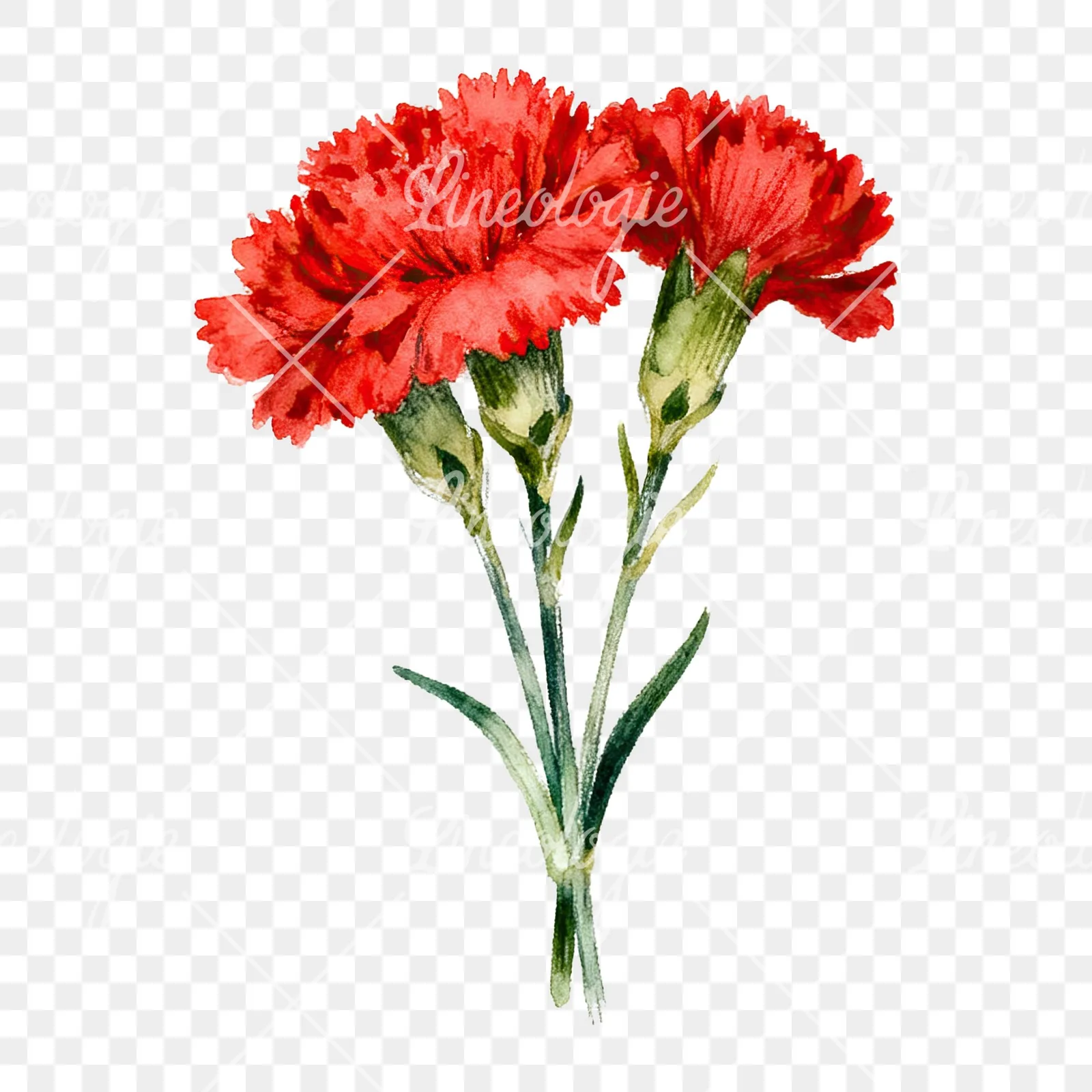 Watercolor red carnation bouquet clipart 4 of 9 on a transparent background (PNG)