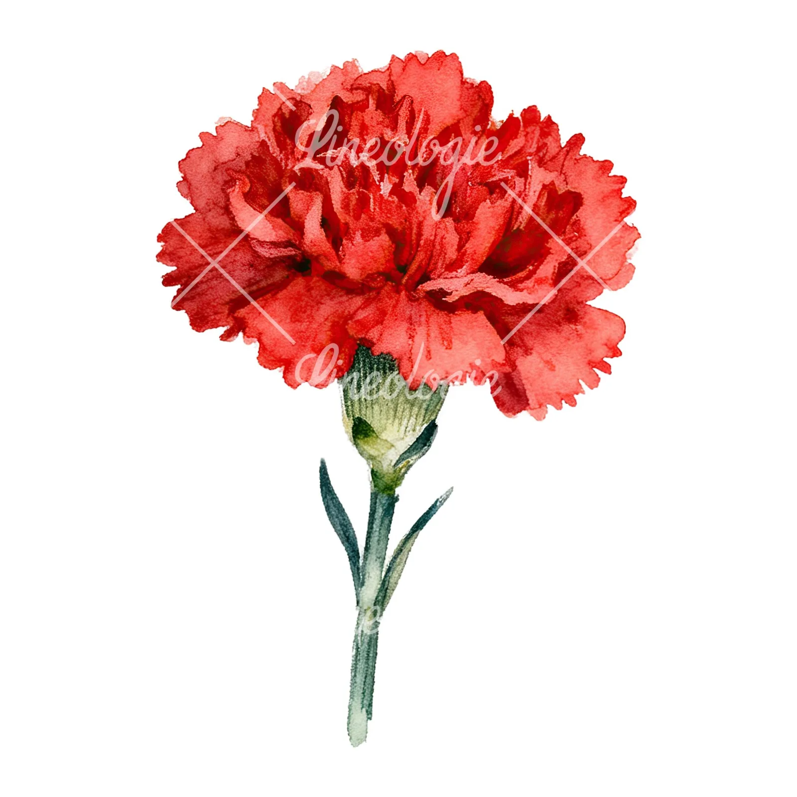 Watercolor red carnation bouquet clipart 5 of 9 on a white background (JPG)