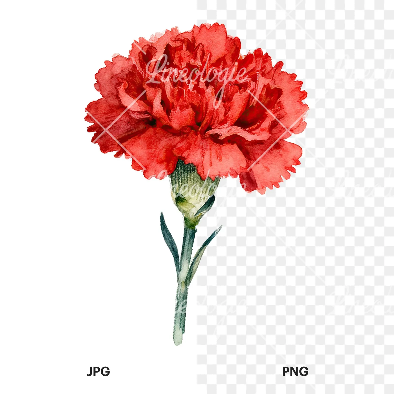 Watercolor red carnation bouquet clipart 5 of 9, as a JPG on white and a transparent PNG