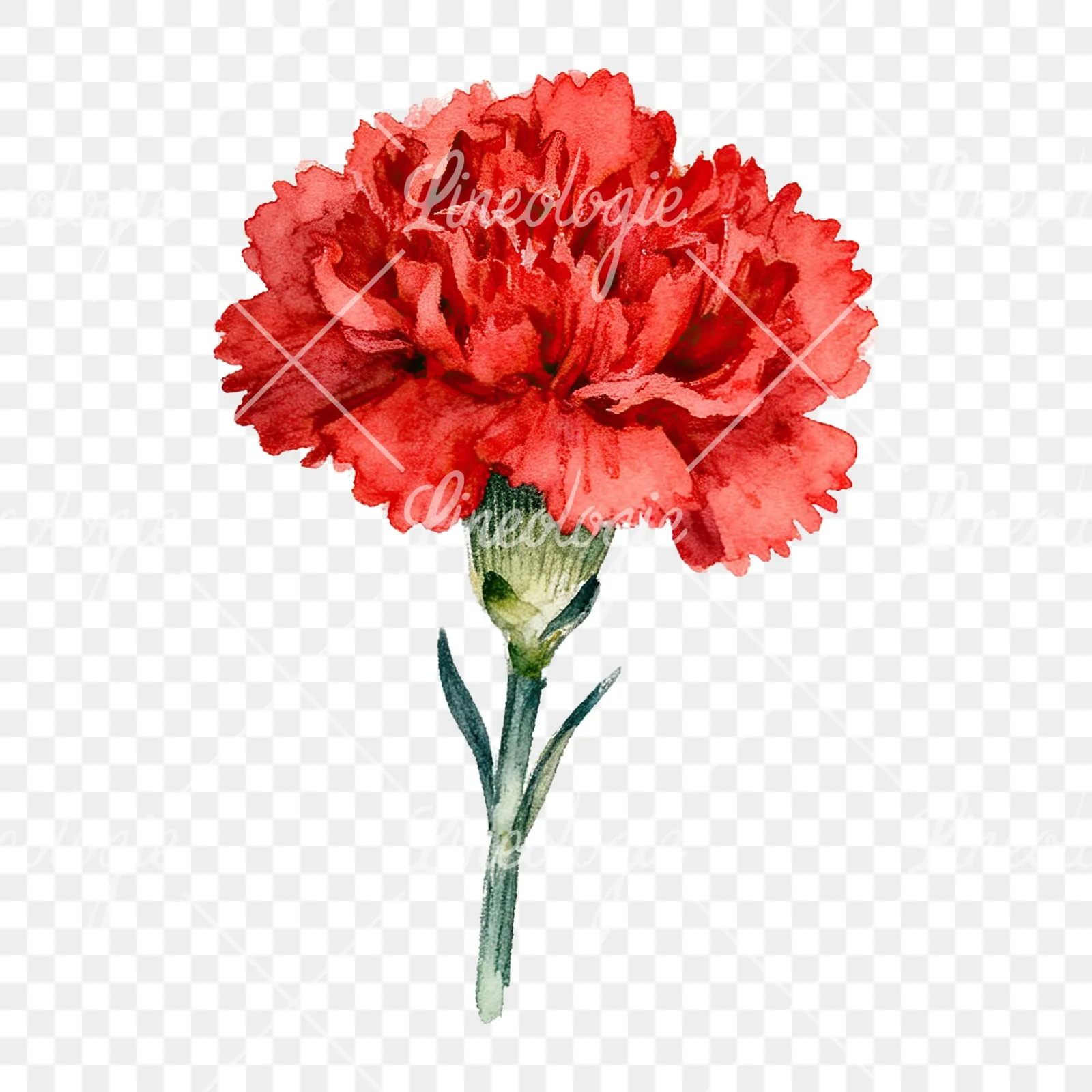 Watercolor red carnation bouquet clipart 5 of 9 on a transparent background (PNG)