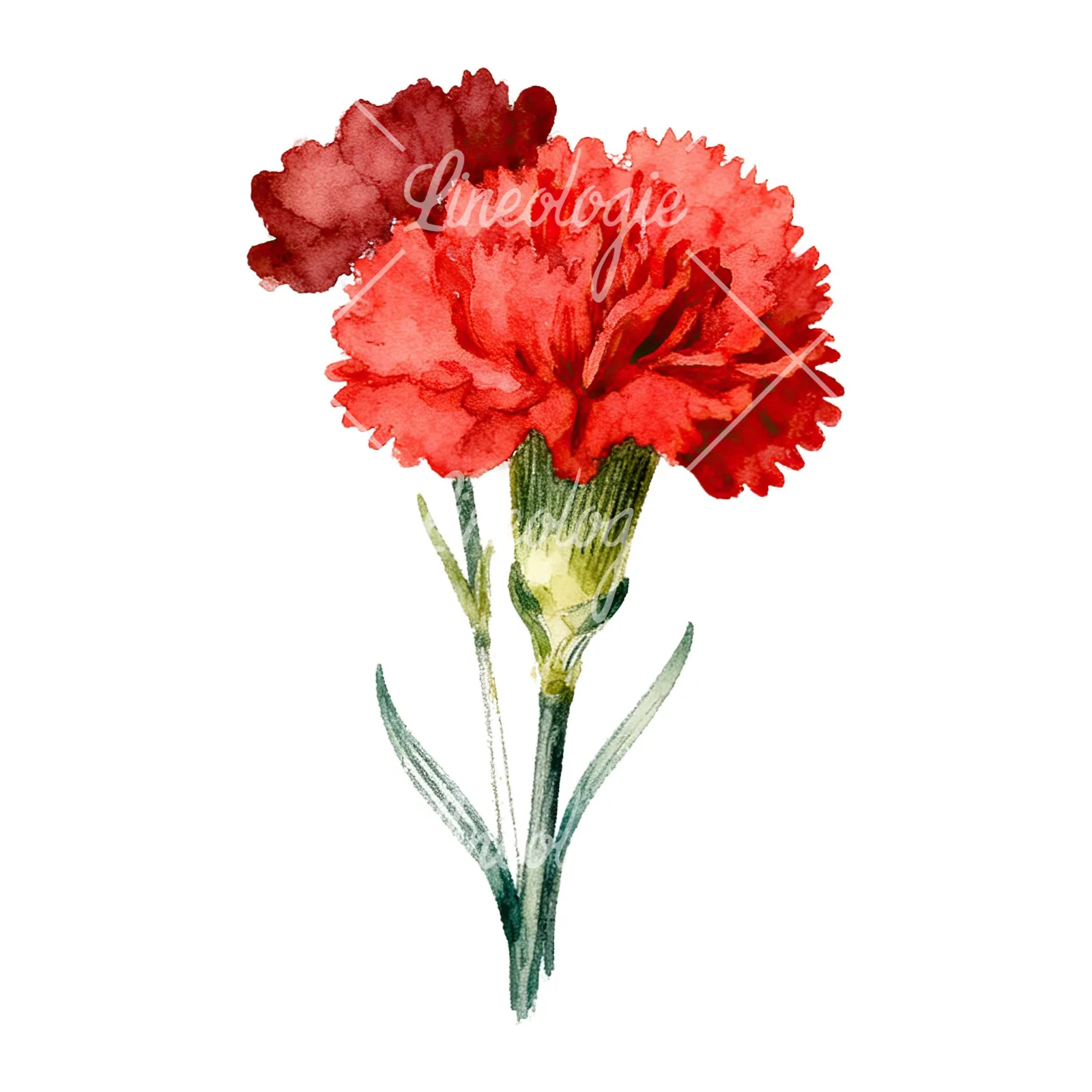 Watercolor red carnation bouquet clipart 6 of 9 on a white background (JPG)