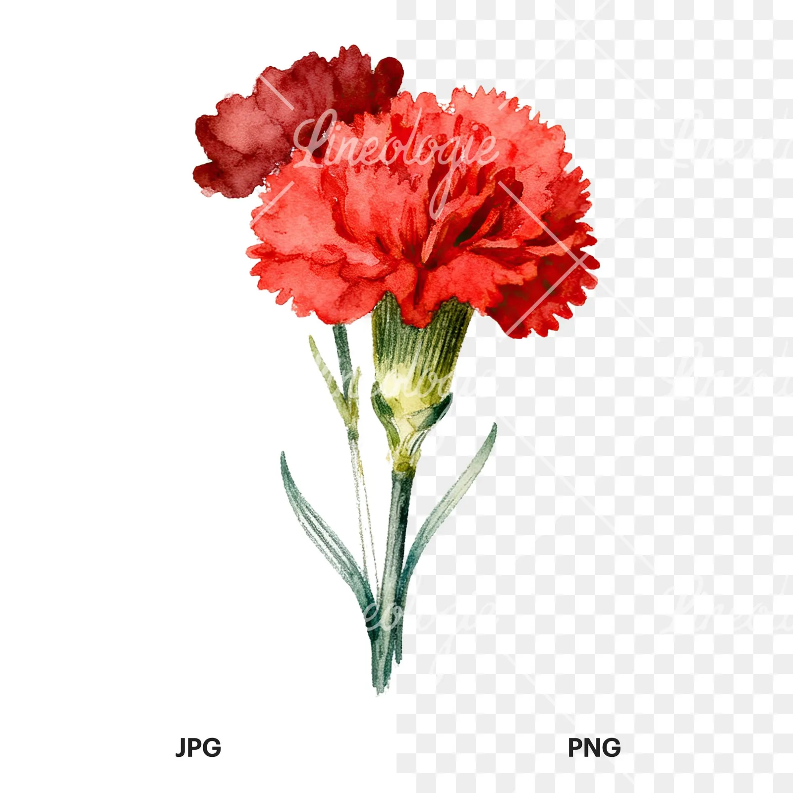 Watercolor red carnation bouquet clipart 6 of 9, as a JPG on white and a transparent PNG
