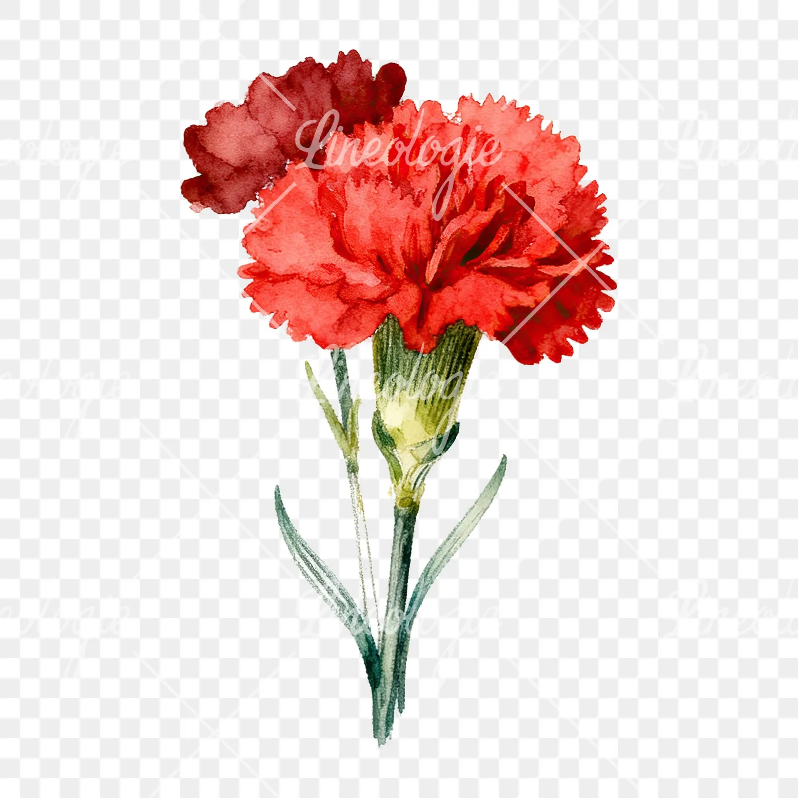 Watercolor red carnation bouquet clipart 6 of 9 on a transparent background (PNG)